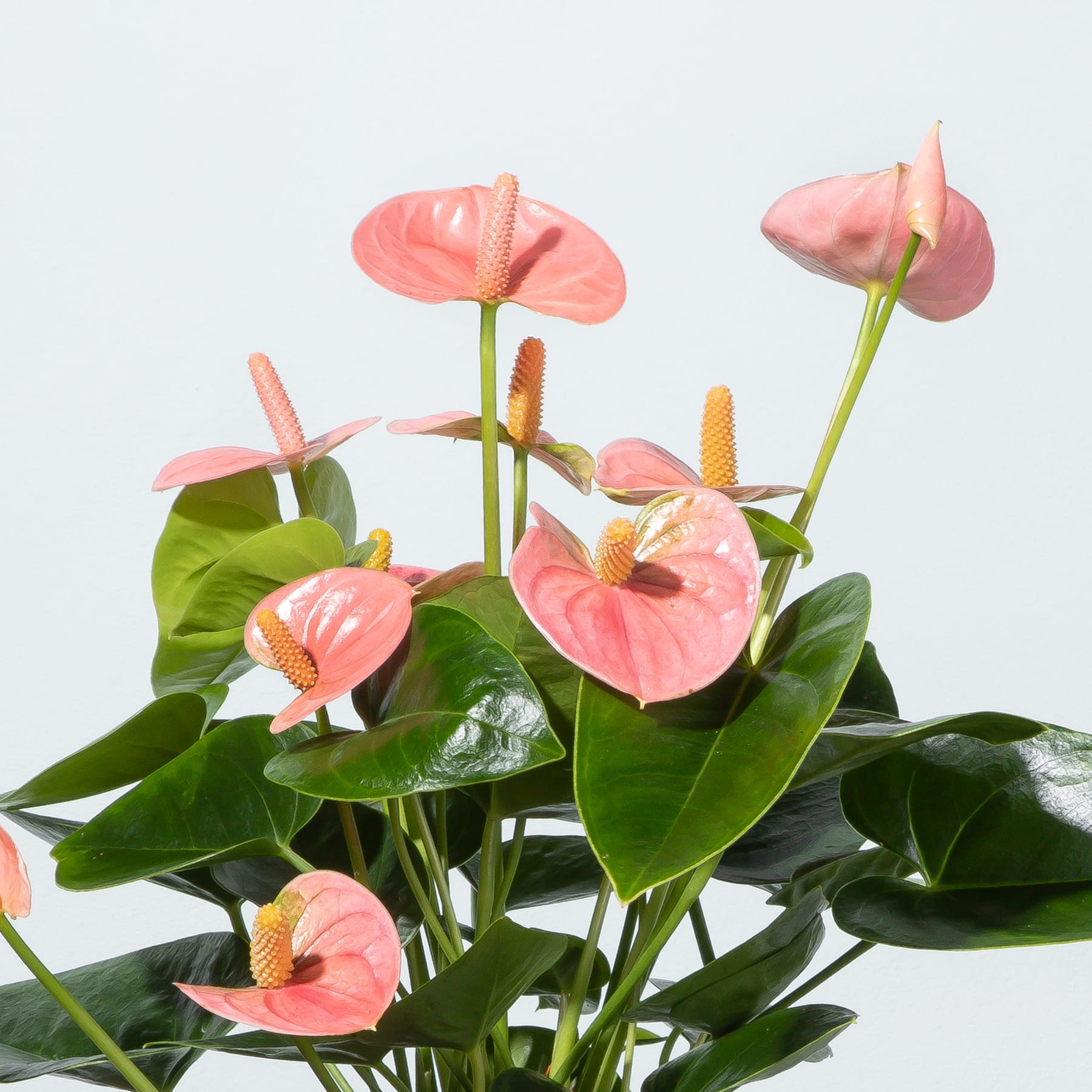 Ein Strauß leuchtend rosa Anthurienblüten mit großen, herzförmigen Blütenblättern und grünem Laub vor einem schlichten weißen Hintergrund.