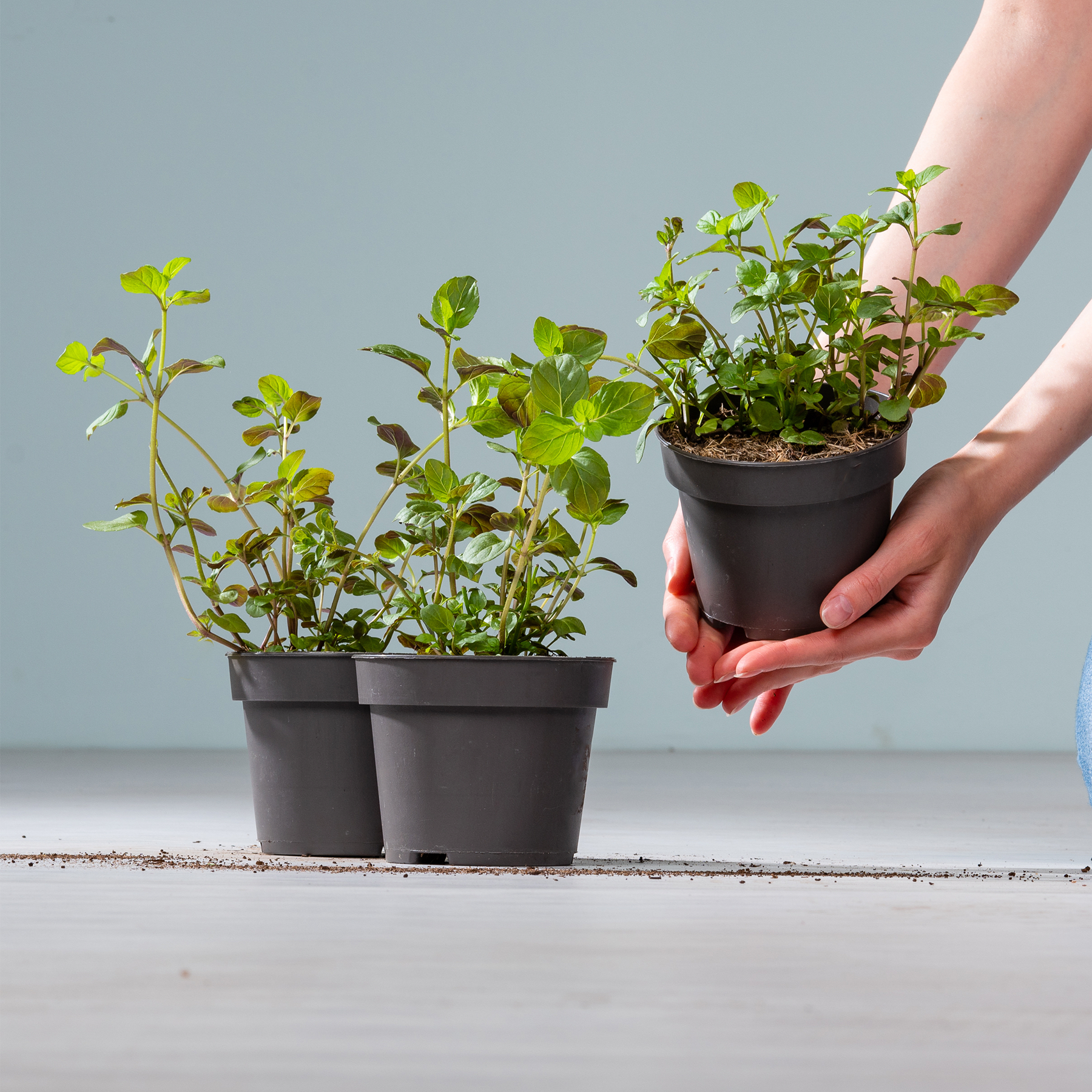 Das Bild zeigt ein Paar Hände, die kleine Topfpflanzen mit grünen Blättern vor einem schlichten grauen Hintergrund halten.