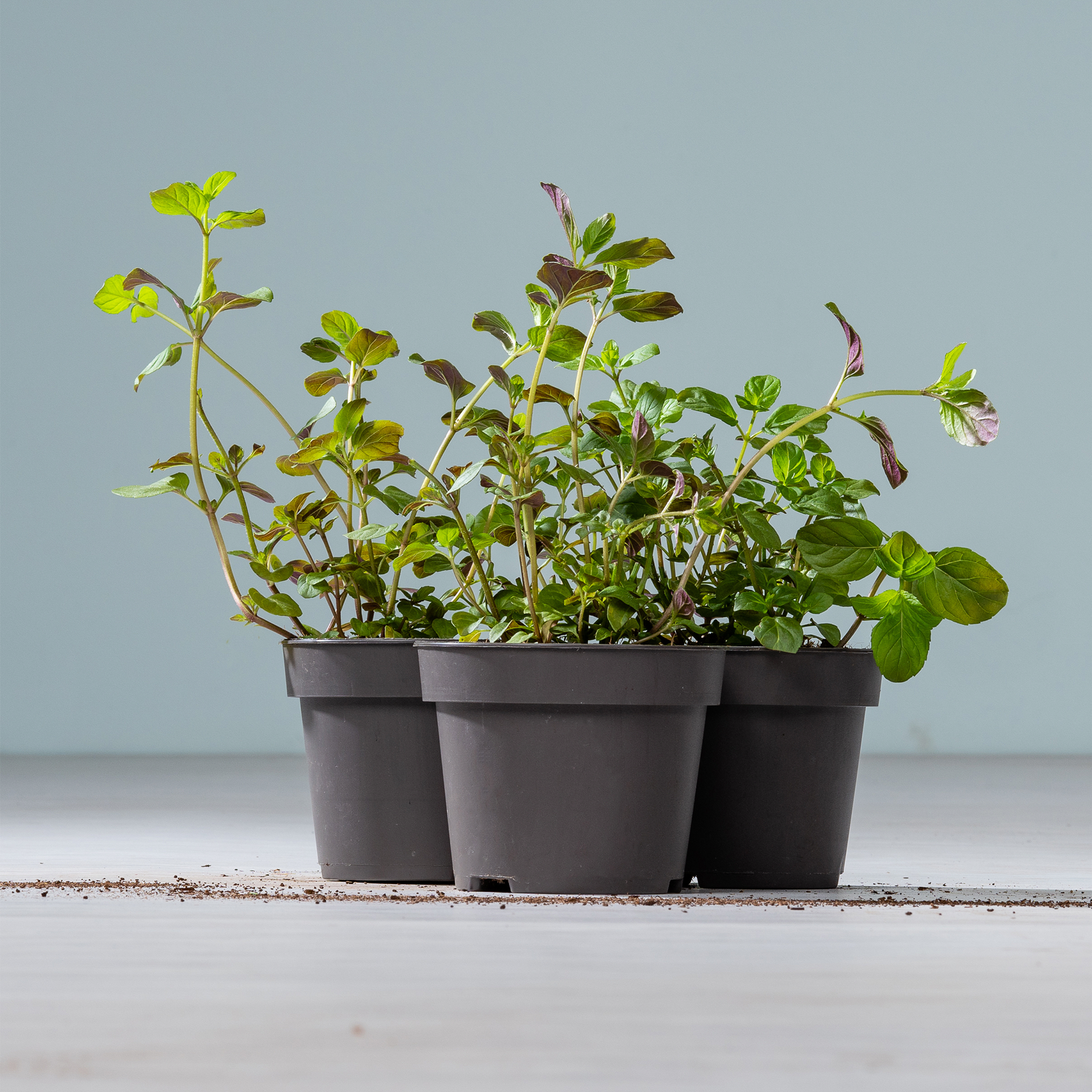 BIO Mandarinenminze - 3 Stück