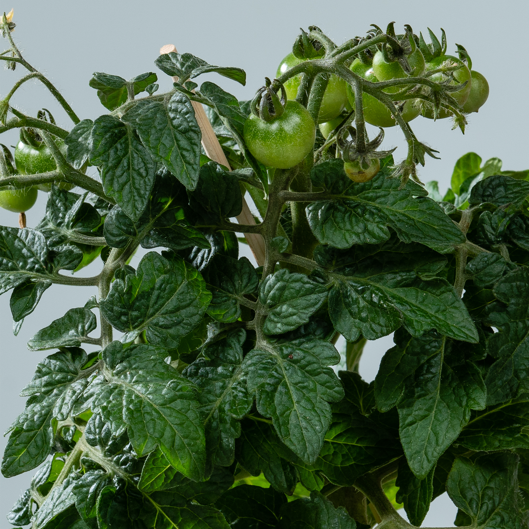 Das Bild zeigt eine Nahaufnahme einer Tomatenpflanze mit üppigen grünen Blättern und einer unreifen grünen Tomate, die zwischen den Blättern wächst.