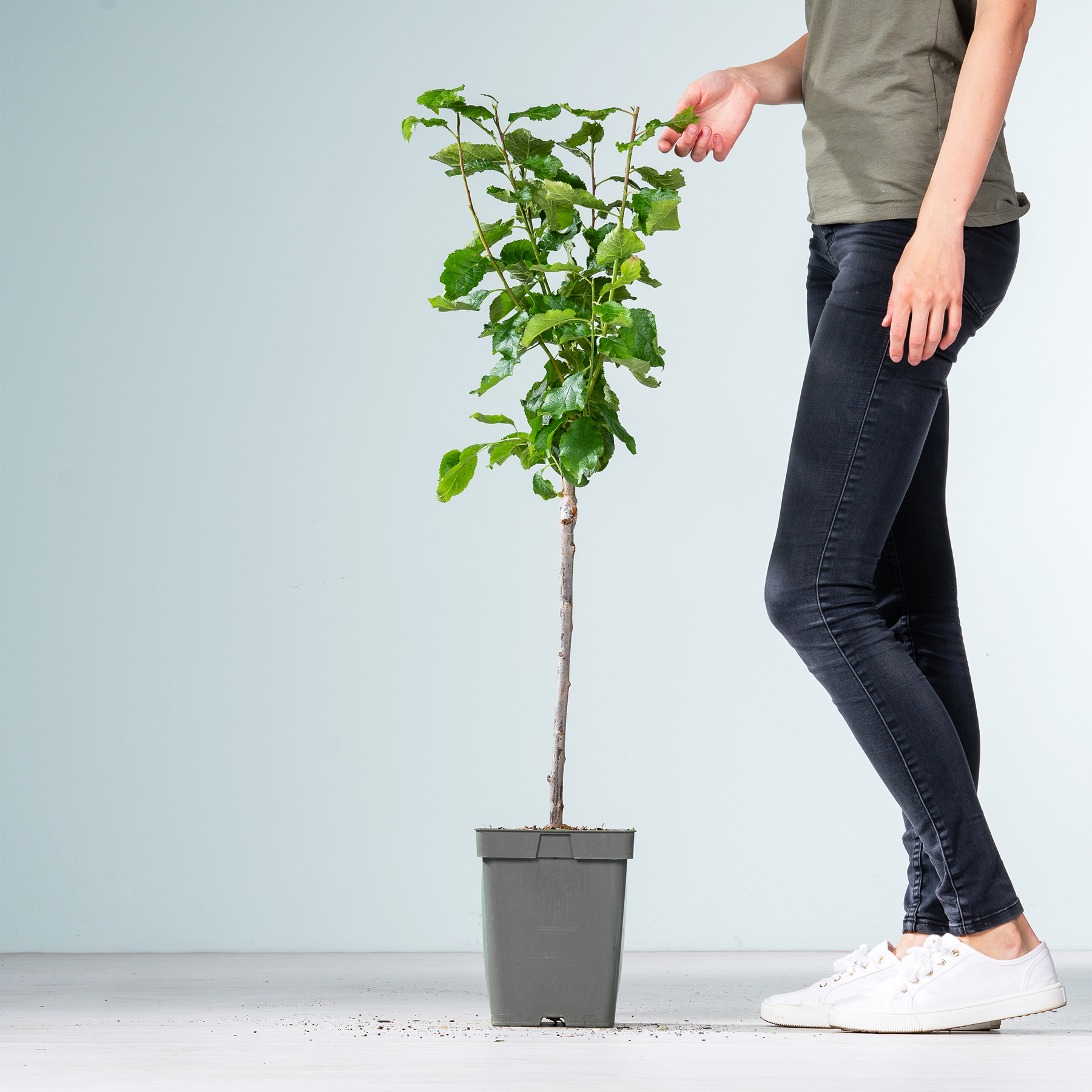 Auf dem Boden steht eine Topfpflanze mit üppigen grünen Blättern, im Vordergrund sind die Beine und Füße einer Person zu sehen, die Jeans und weiße Turnschuhe trägt.