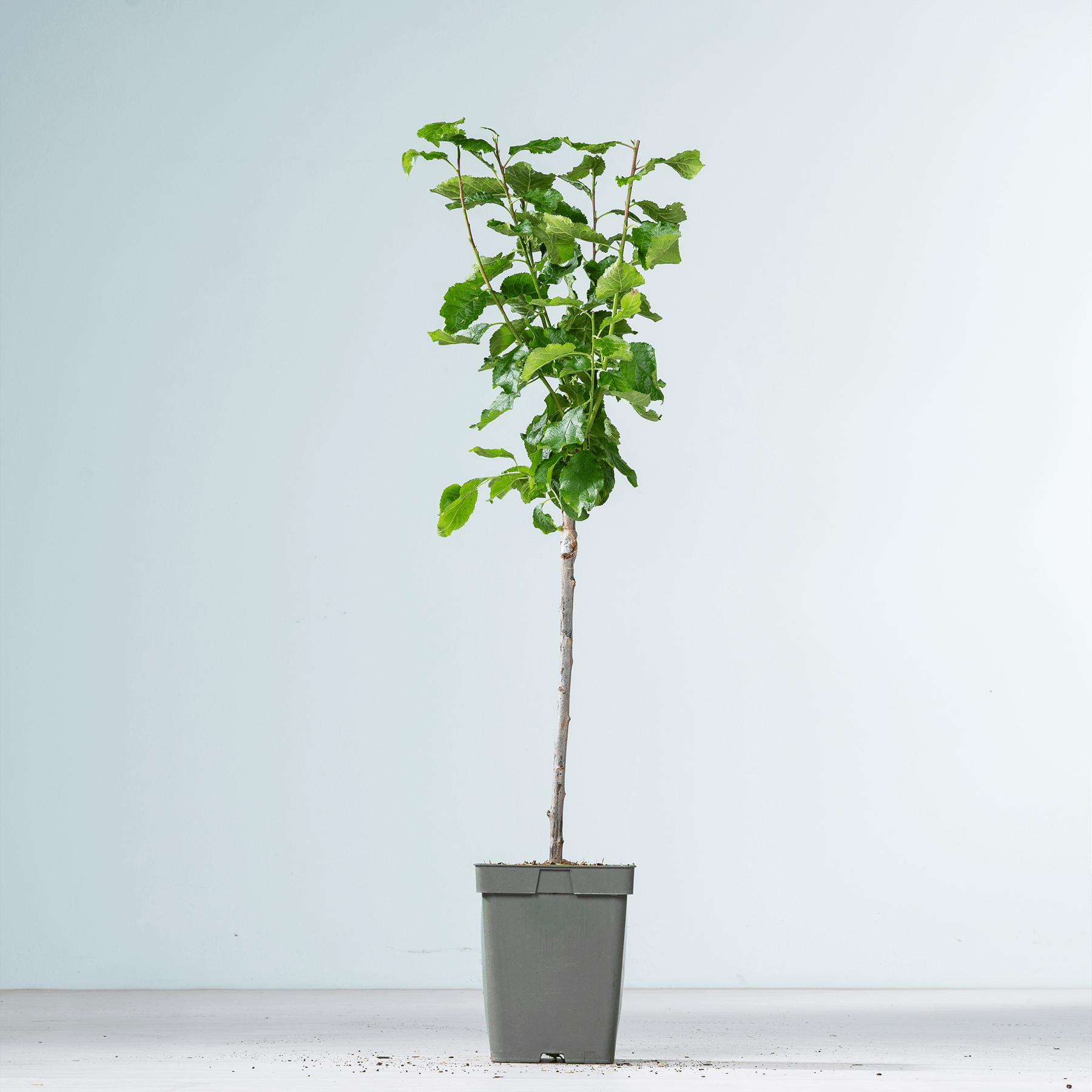 Auf einem schlichten weißen Hintergrund steht ein kleiner Topfbaum mit üppigen grünen Blättern.
