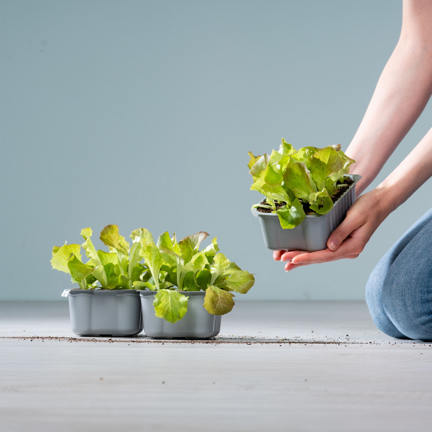 Das Bild zeigt die Hände einer Person, die einen kleinen Behälter mit frischen, grünen Salatblättern hält. Im Vordergrund sind auf einer Holzoberfläche vor einem schlichten, hellen Hintergrund weitere Behälter mit Salatblättern zu sehen.