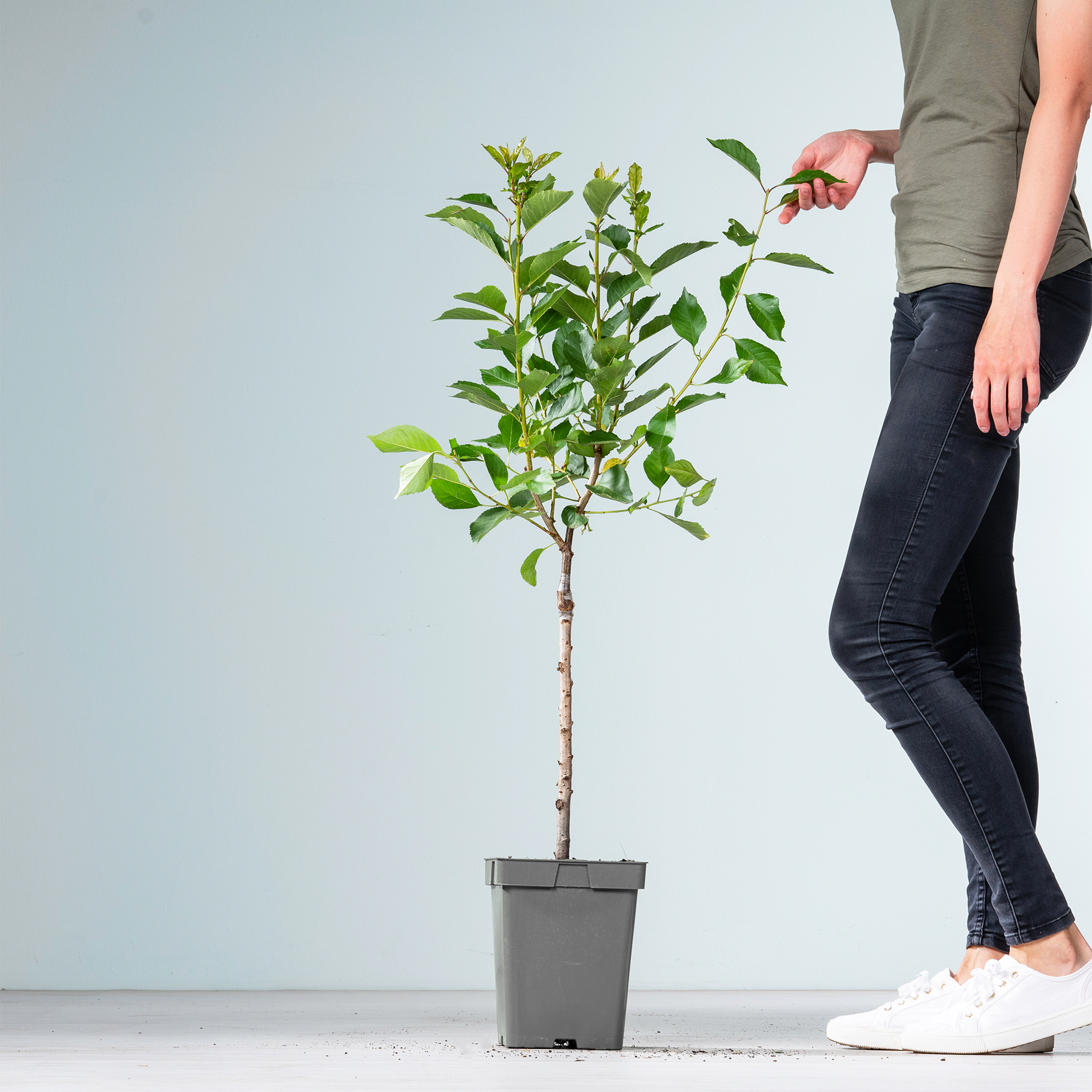 Im Vordergrund steht ein kleiner Topfbaum mit üppigen grünen Blättern, während im Hintergrund die Beine und Füße einer Person zu sehen sind, was auf eine häusliche oder Innenumgebung hindeutet.