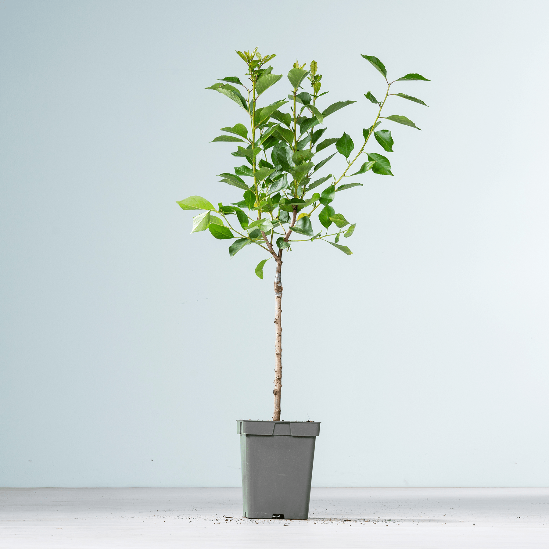 Ein kleiner Topfbaum mit üppigen grünen Blättern steht auf einer schlichten weißen Fläche vor einem hellblauen Hintergrund.