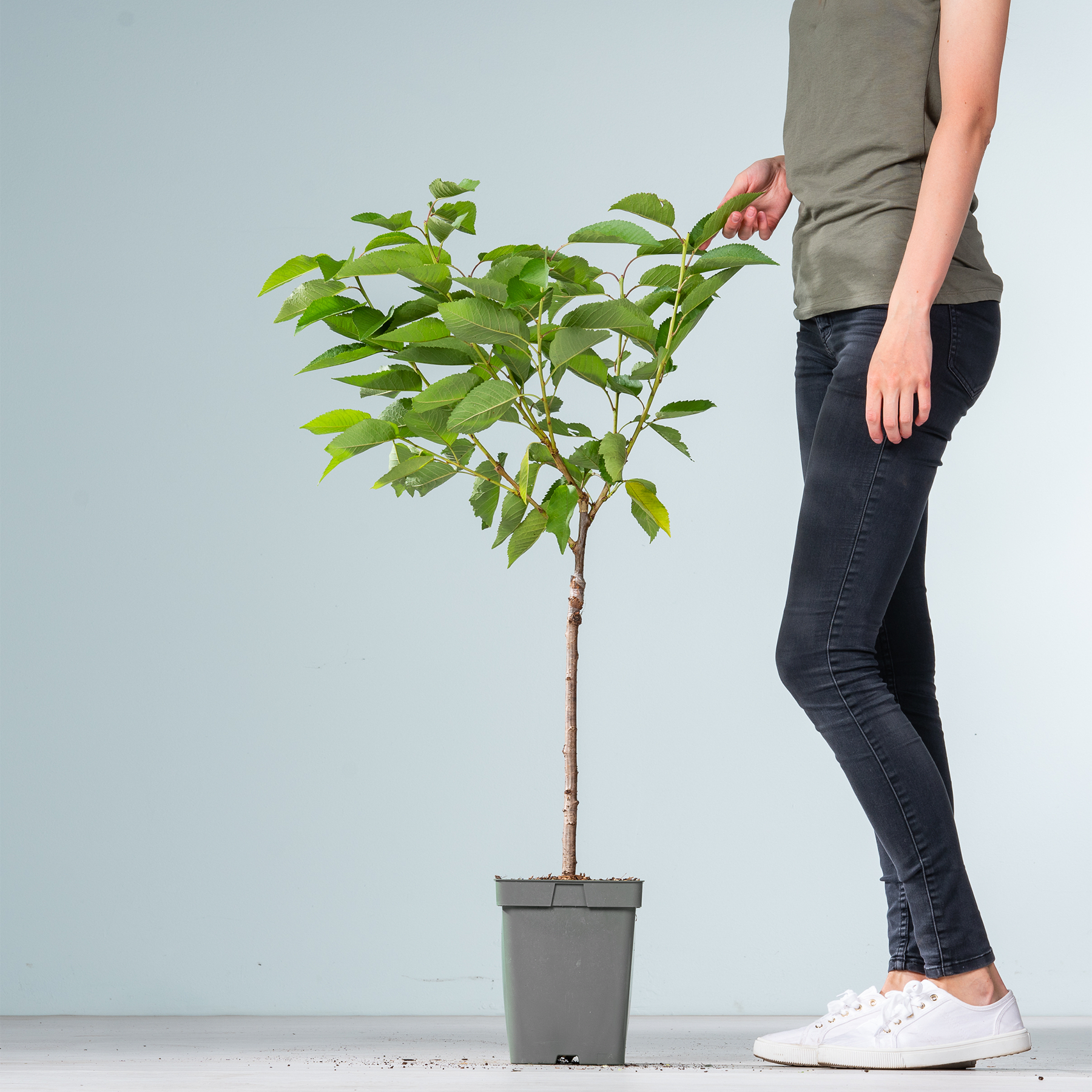 Im Vordergrund steht ein kleiner Topfbaum mit üppigen grünen Blättern, während im Hintergrund die Beine und Füße einer Person in Freizeitkleidung zu sehen sind.