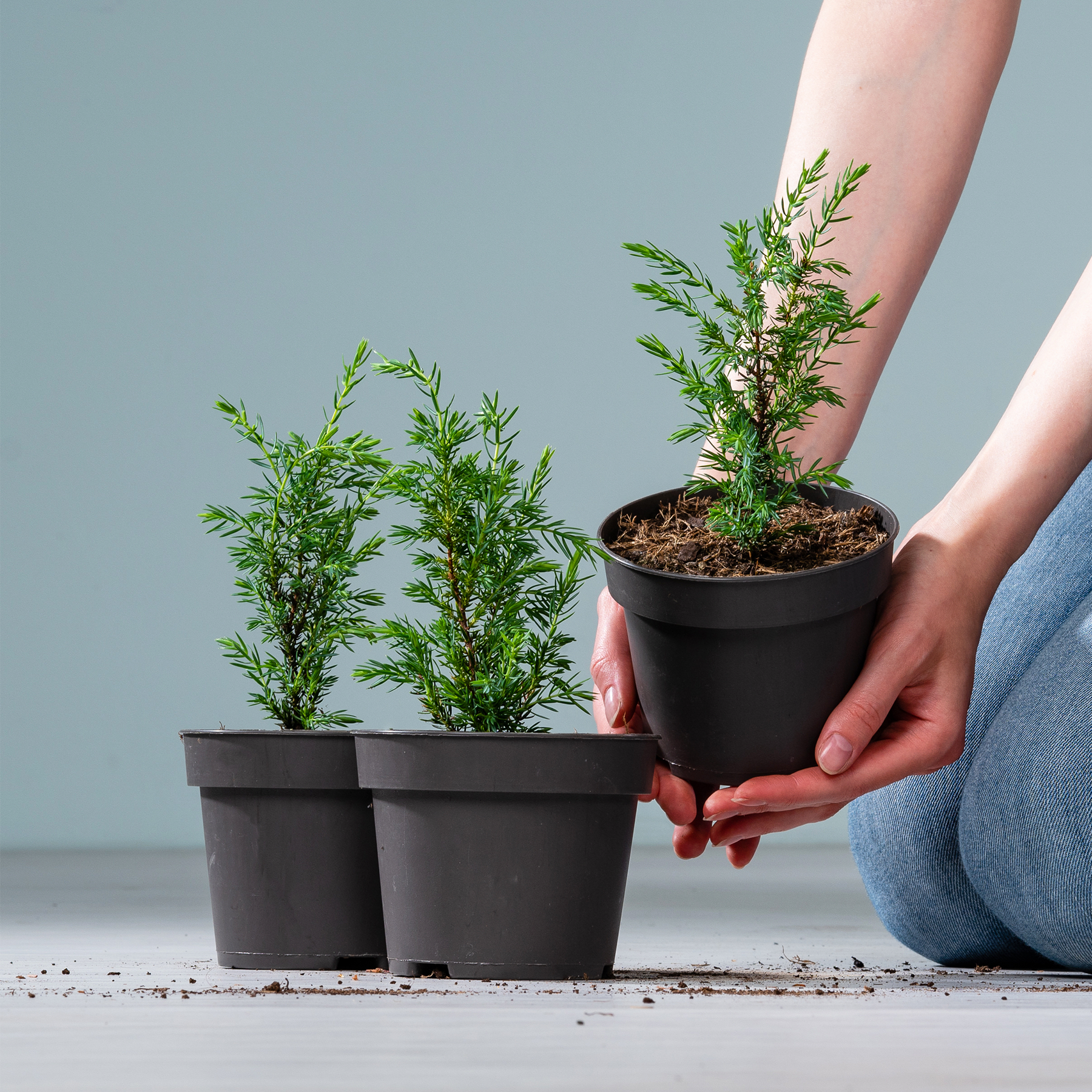 Das Bild zeigt die Hände einer Person, die sanft eine kleine Topfpflanze hält, während im Hintergrund auf einer einfachen Oberfläche mehrere andere ähnliche Topfpflanzen stehen.