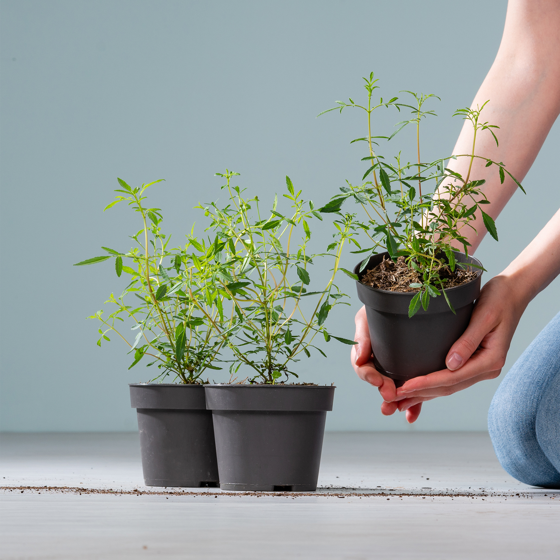Das Bild zeigt die Hände einer Person, die vor einem schlichten Hintergrund kleine Topfpflanzen hält.