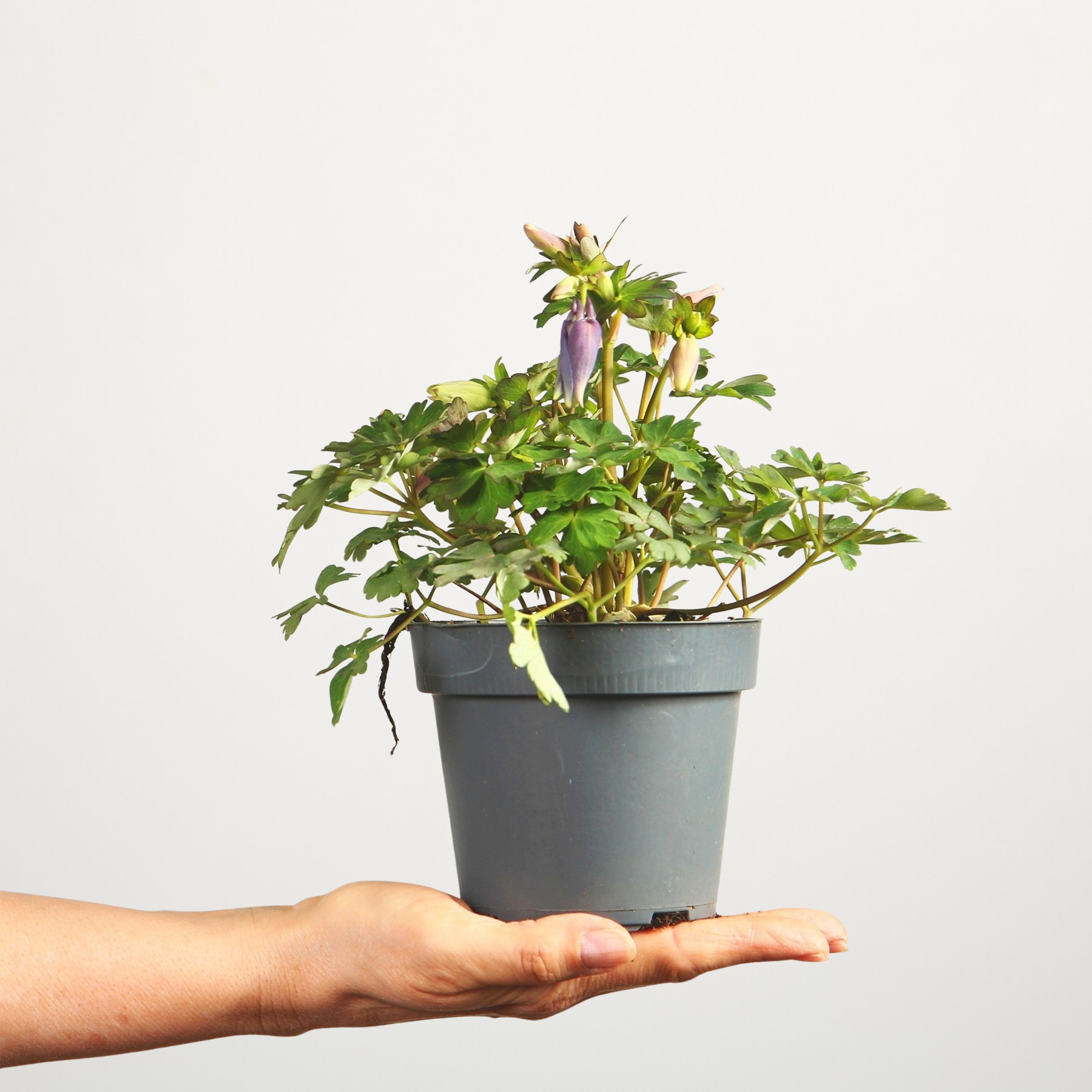 Eine Topfpflanze mit grünen Blättern und einer violetten Blüte wird vor einem schlichten weißen Hintergrund in der Hand einer Person gehalten.