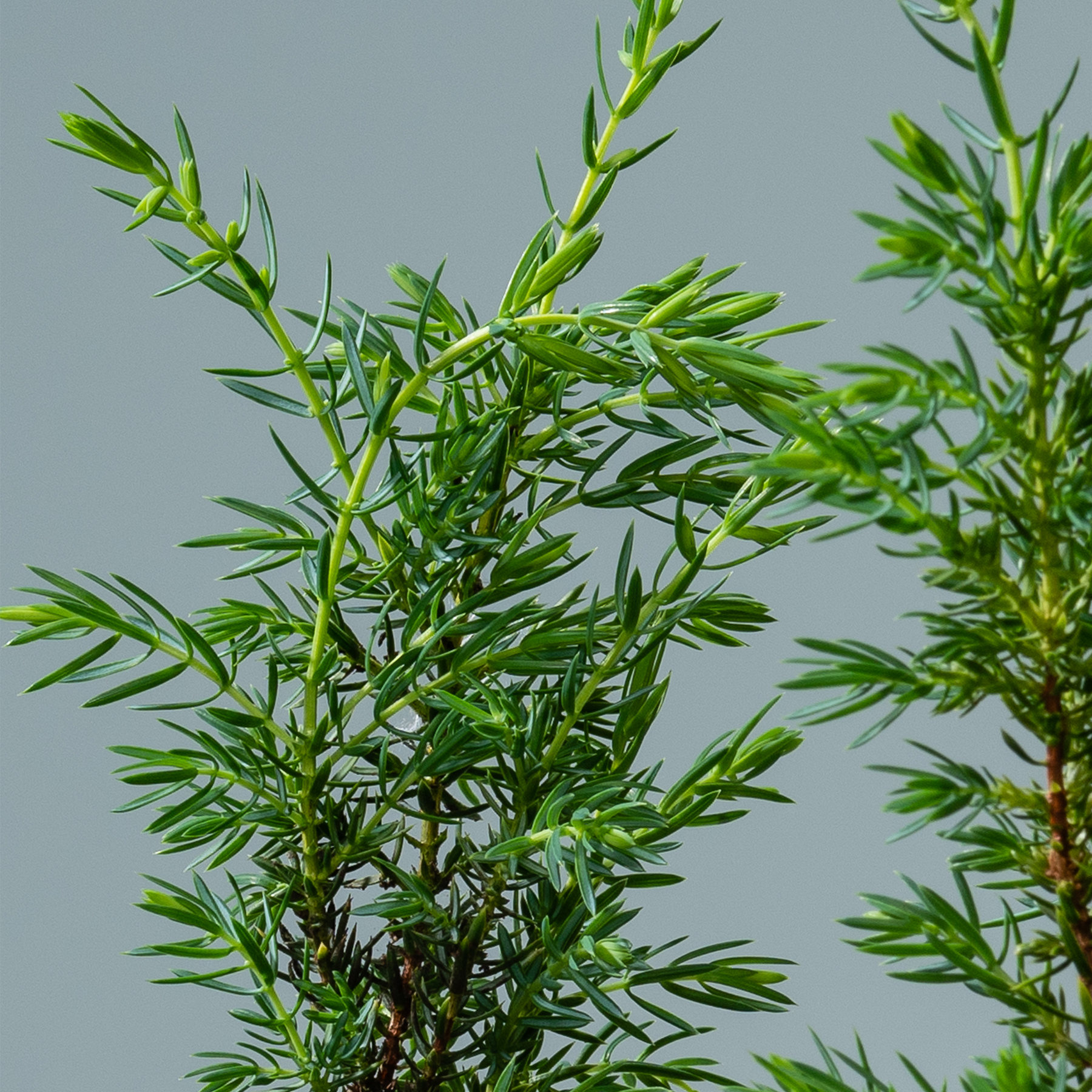 Das Bild zeigt eine Nahaufnahme einer üppigen, grünen Pflanze mit schlanken, nadelartigen Blättern, die in einem dichten, buschigen Muster vor einem neutralen grauen Hintergrund angeordnet sind.