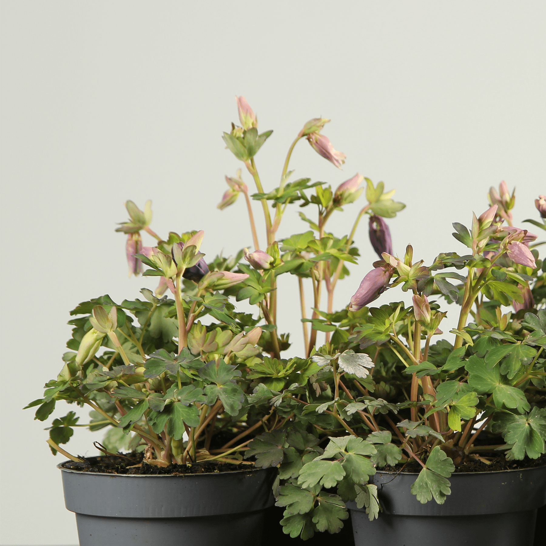 Das Bild zeigt mehrere Topfpflanzen mit grünen Blättern und rosa Blüten vor einem schlichten Hintergrund.