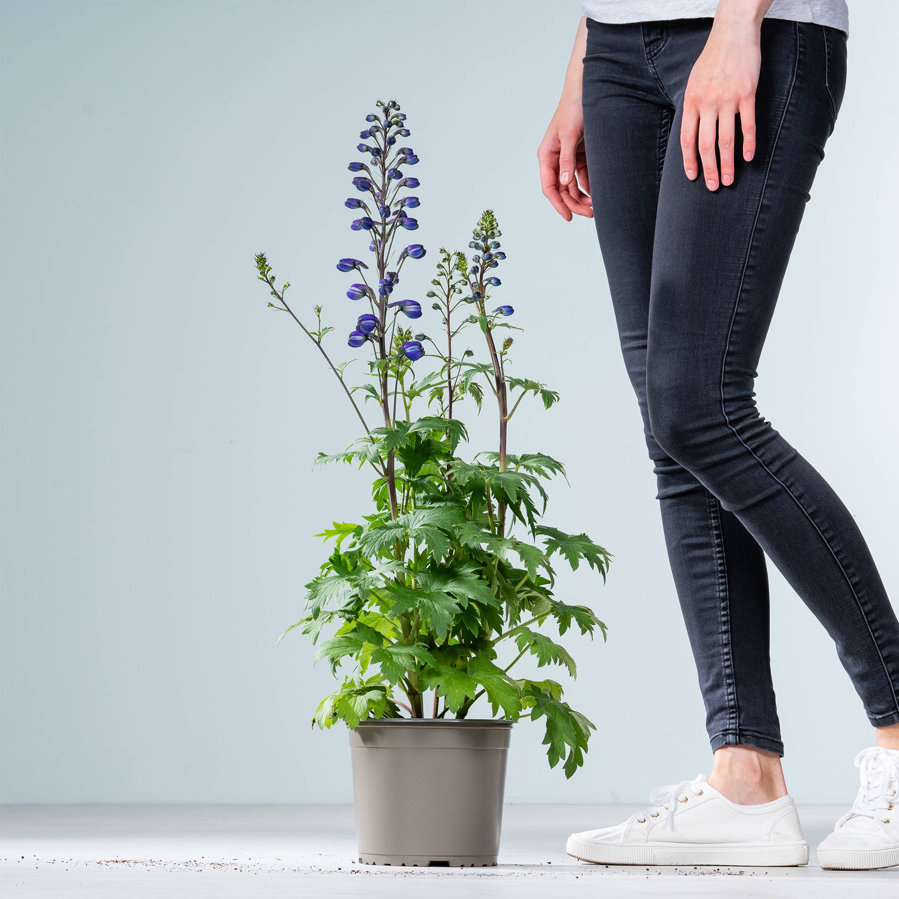 Im Vordergrund steht eine Topfpflanze mit lila Blüten, im Hintergrund sind die Beine einer Person in Jeans und Turnschuhen zu sehen.
