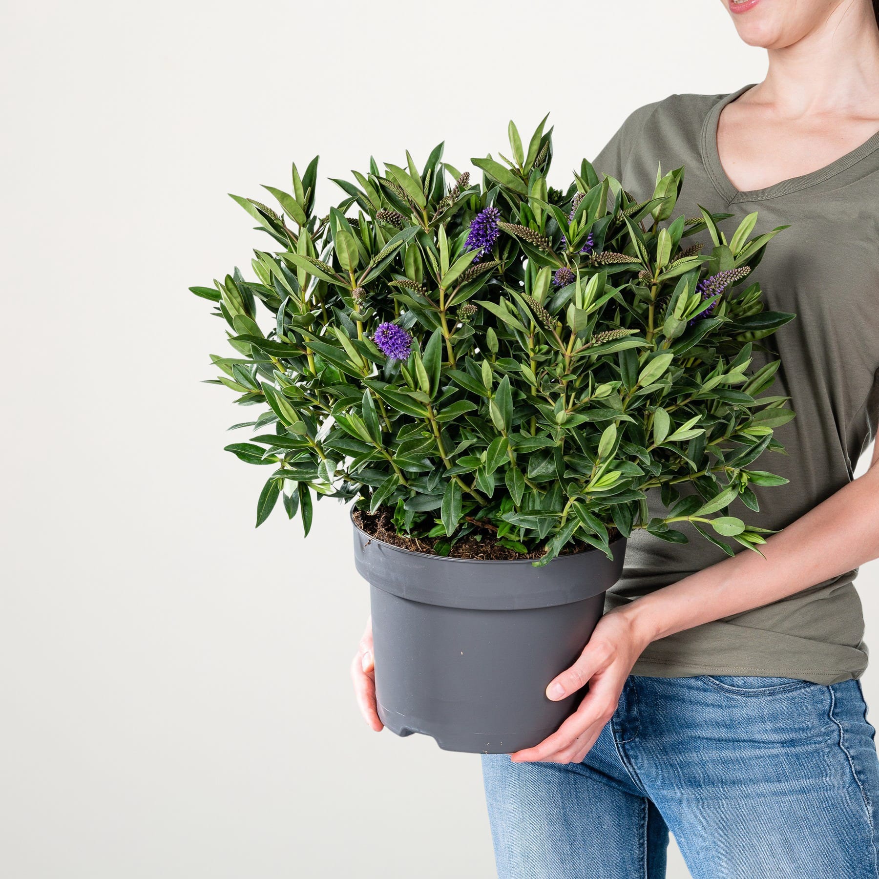 Eine Person hält eine große Topfpflanze mit üppigem grünem Laub und violetten Blüten vor einem schlichten weißen Hintergrund.