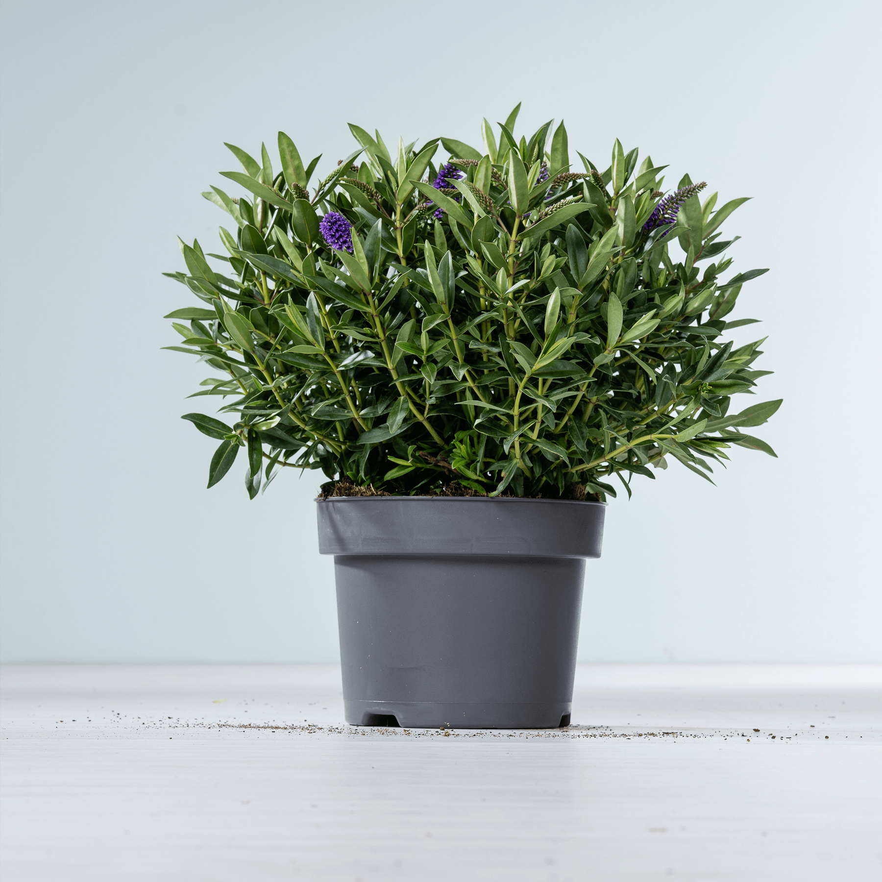 Eine Topfpflanze mit üppigen grünen Blättern und kleinen violetten Blüten steht auf einer schlichten weißen Fläche vor einem hellen Hintergrund.