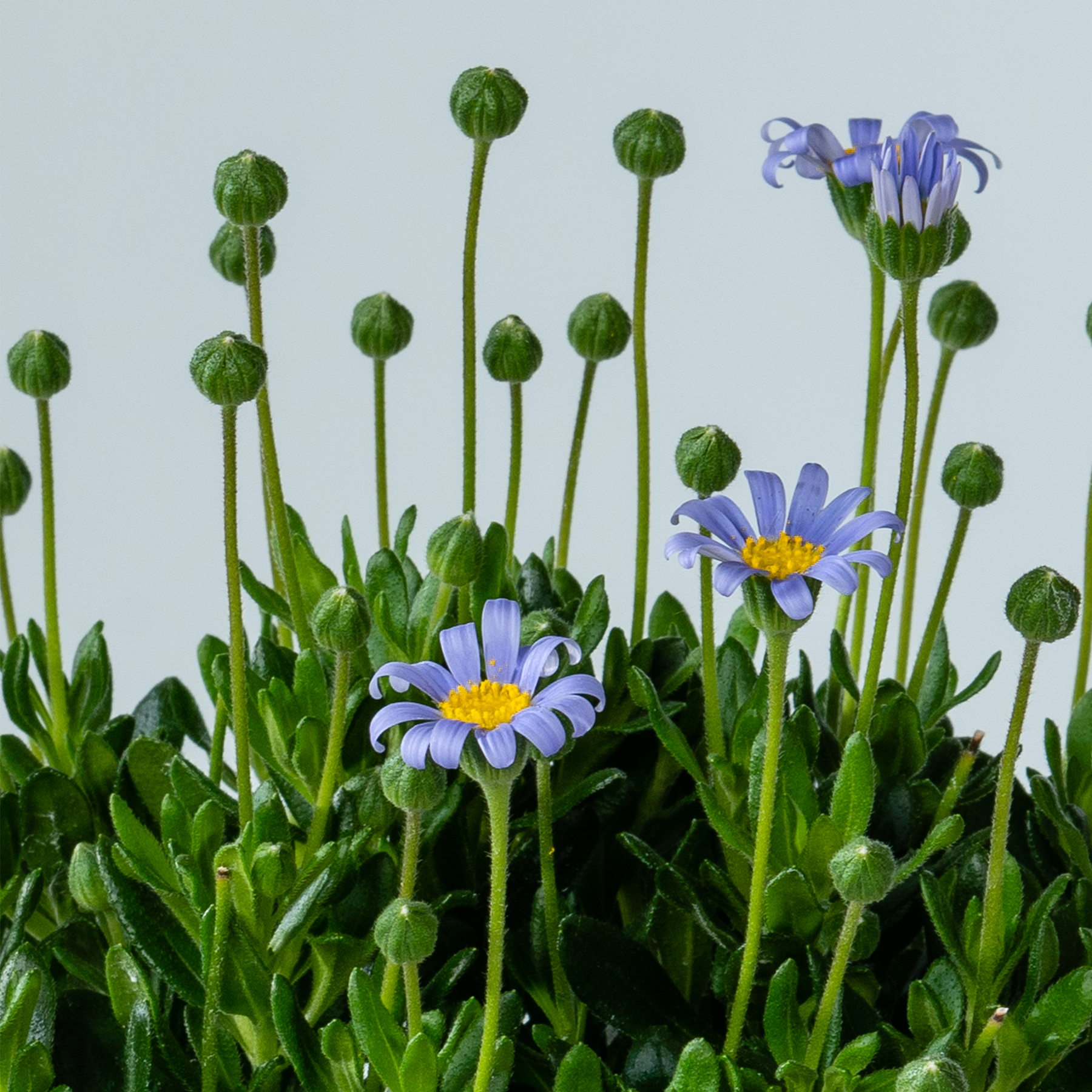 Das Bild zeigt eine leuchtende Darstellung von grünem Laub und violetten, gänseblümchenartigen Blüten vor einem hellblauen Hintergrund.