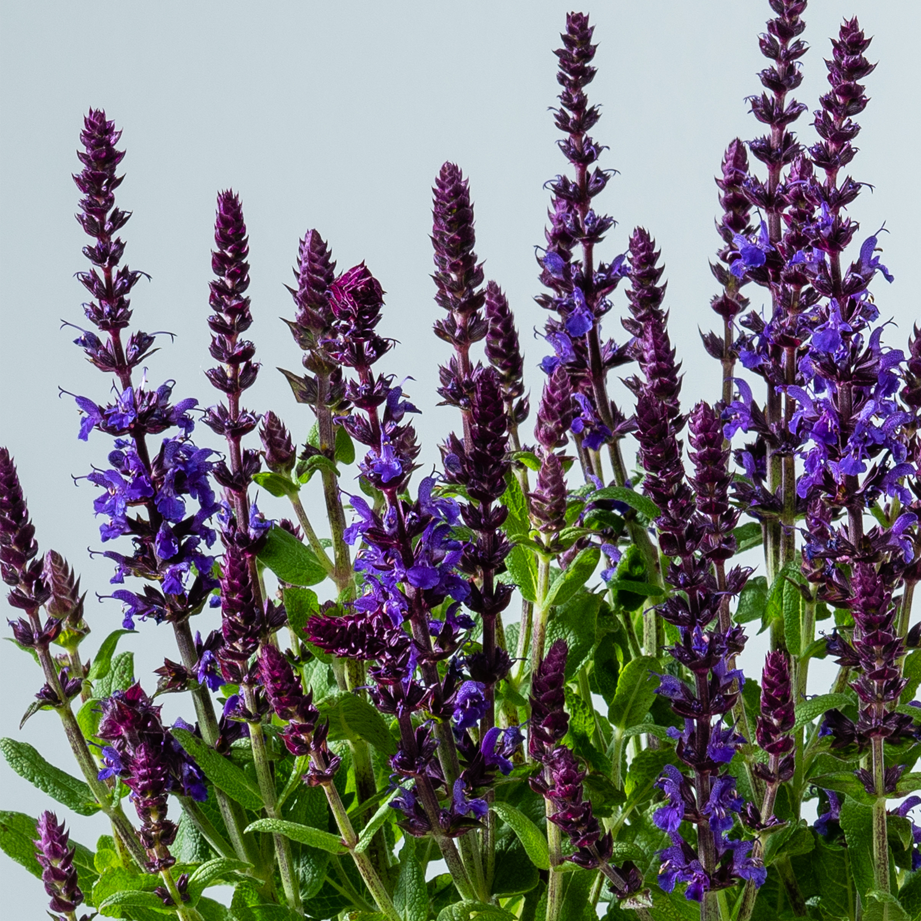 Eine leuchtende Pracht purpurner Lavendelblüten erhebt sich vor einem blassblauen Himmel. Ihre zarten Blütenblätter und das üppige grüne Laub schaffen eine bezaubernde Naturszene.