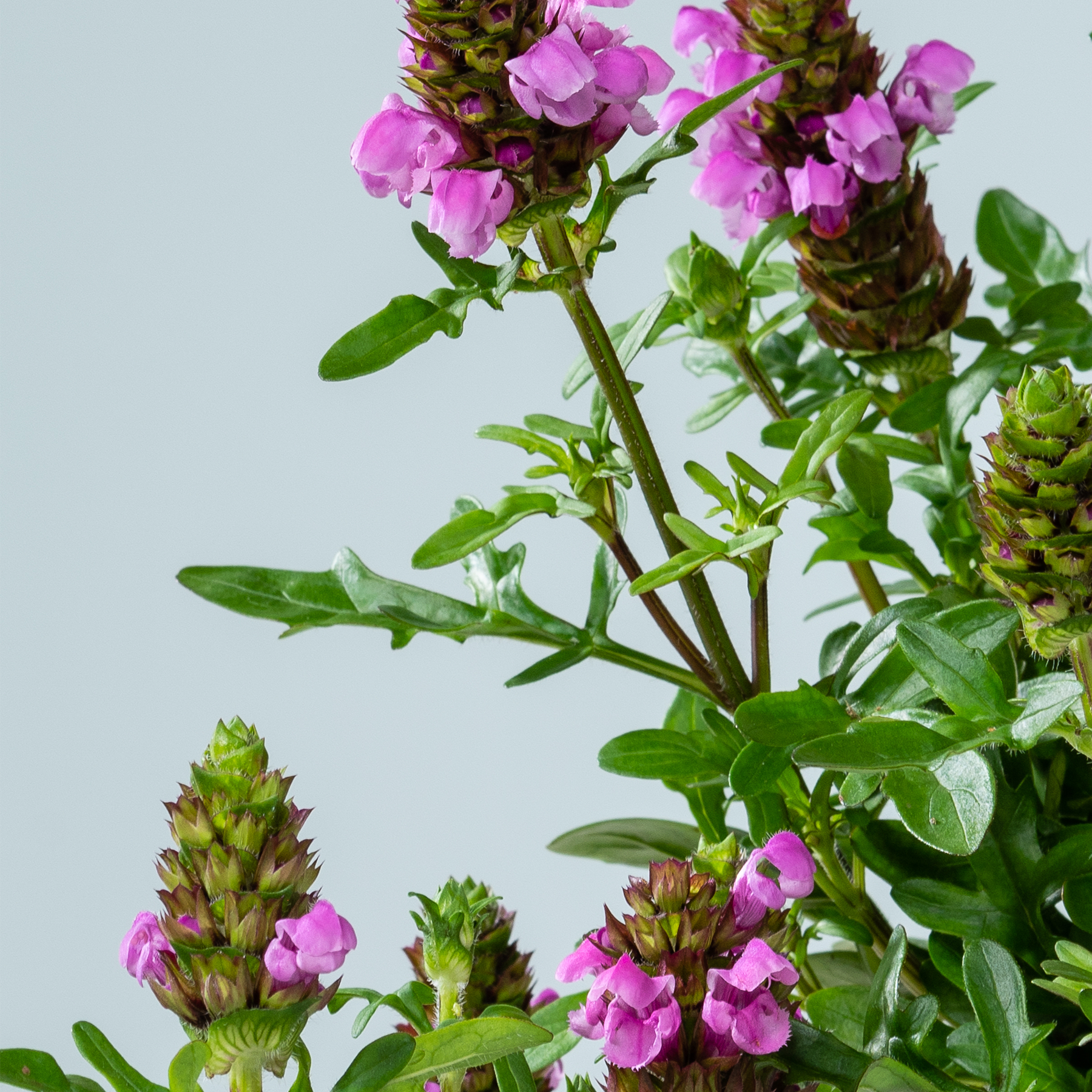 Braunelle - 3 Stück