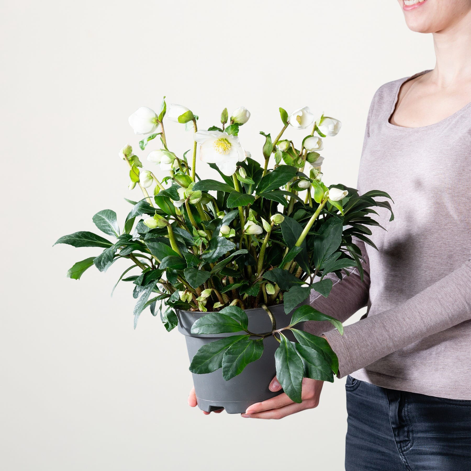 Eine Person hält eine Topfpflanze mit weißen Blüten und grünen Blättern vor einem schlichten weißen Hintergrund.