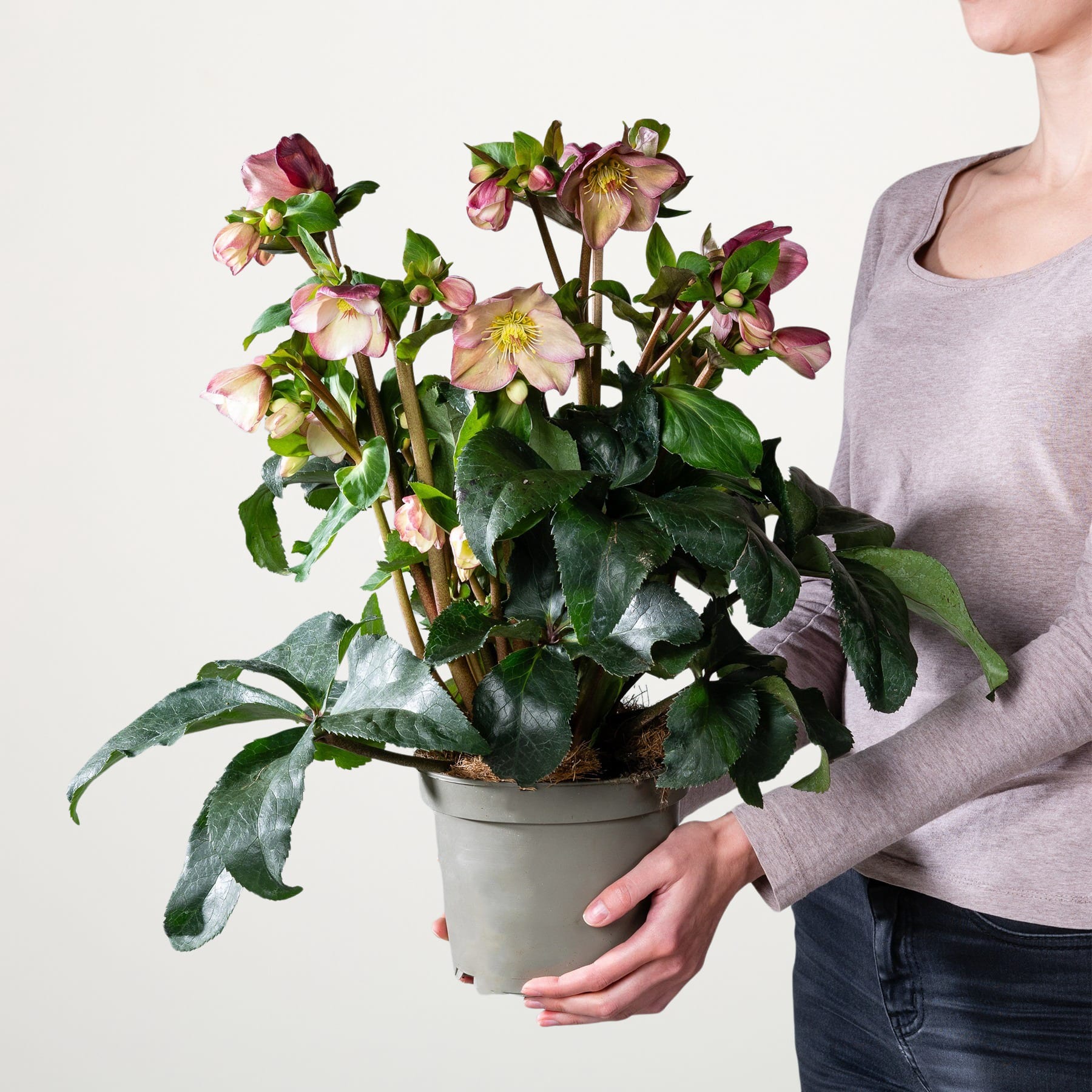 Das Bild zeigt eine Topfpflanze mit leuchtend rosa und grünen Blüten, die von einer Person in den Händen gehalten wird, vor einem schlichten weißen Hintergrund.