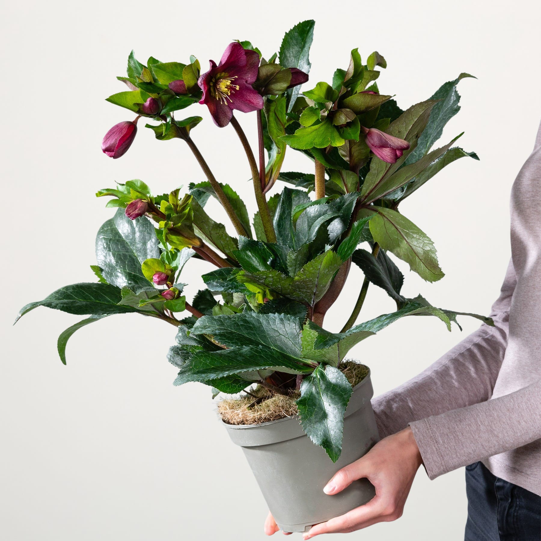 Eine Person hält vor einem schlichten weißen Hintergrund eine Topfpflanze mit leuchtend violettem und grünem Laub in den Händen.