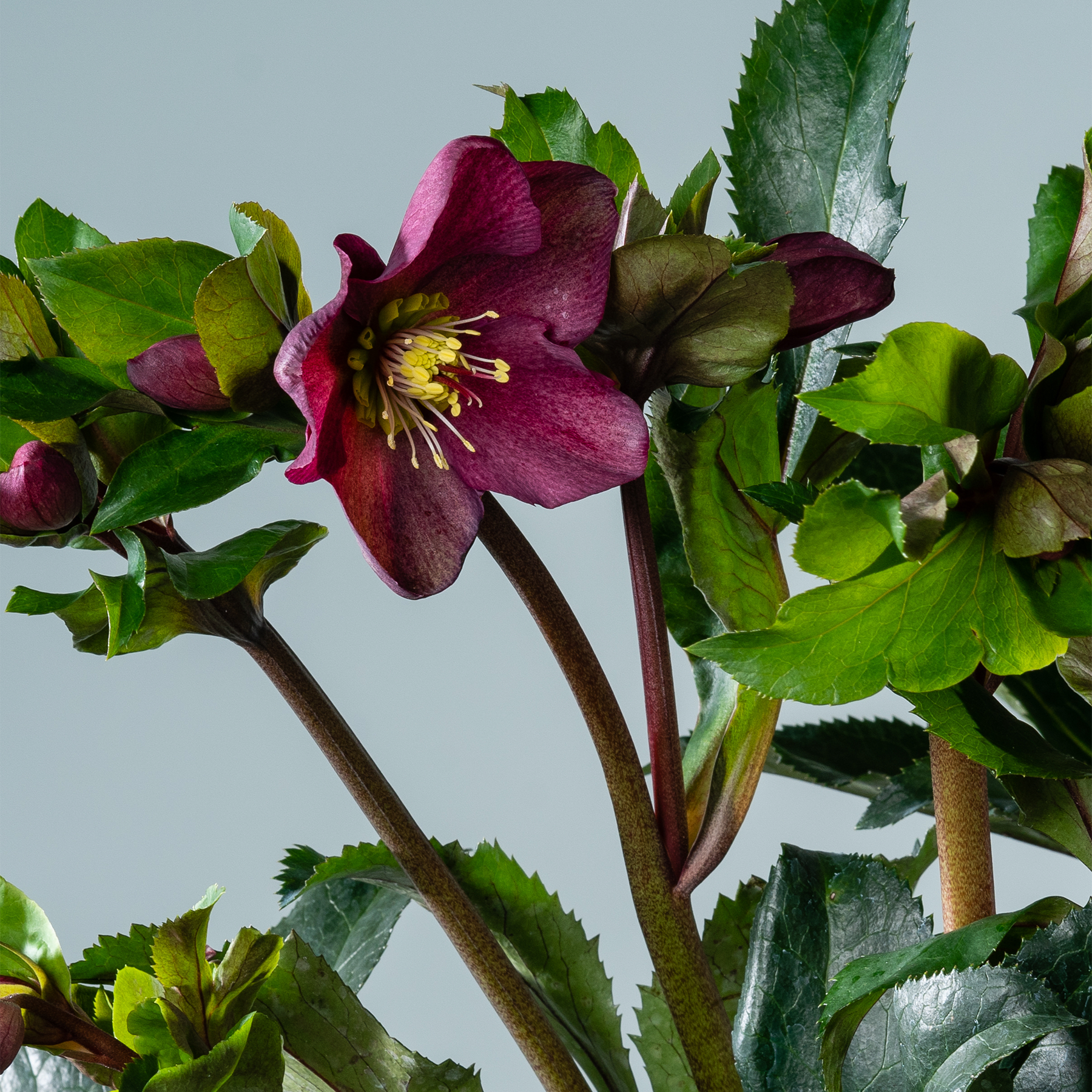 Das Bild zeigt im Vordergrund eine leuchtend dunkelviolette Nieswurzblüte, umgeben von üppigen grünen Blättern und Stängeln vor einem neutralen Hintergrund.