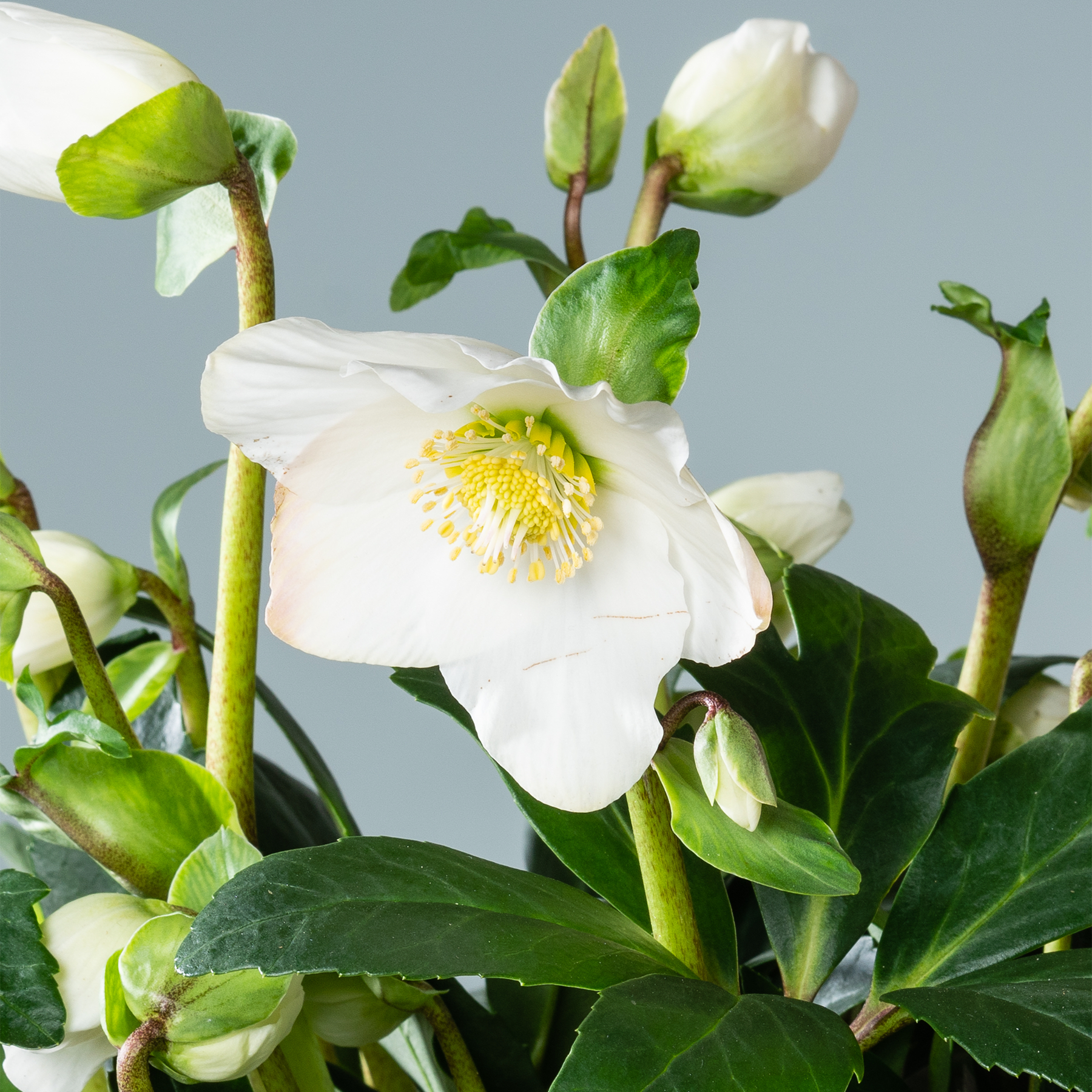 Das Bild zeigt eine Nahaufnahme einer wunderschönen weißen Nieswurzblüte mit grünen Blättern und Knospen vor einem sanften grauen Hintergrund.
