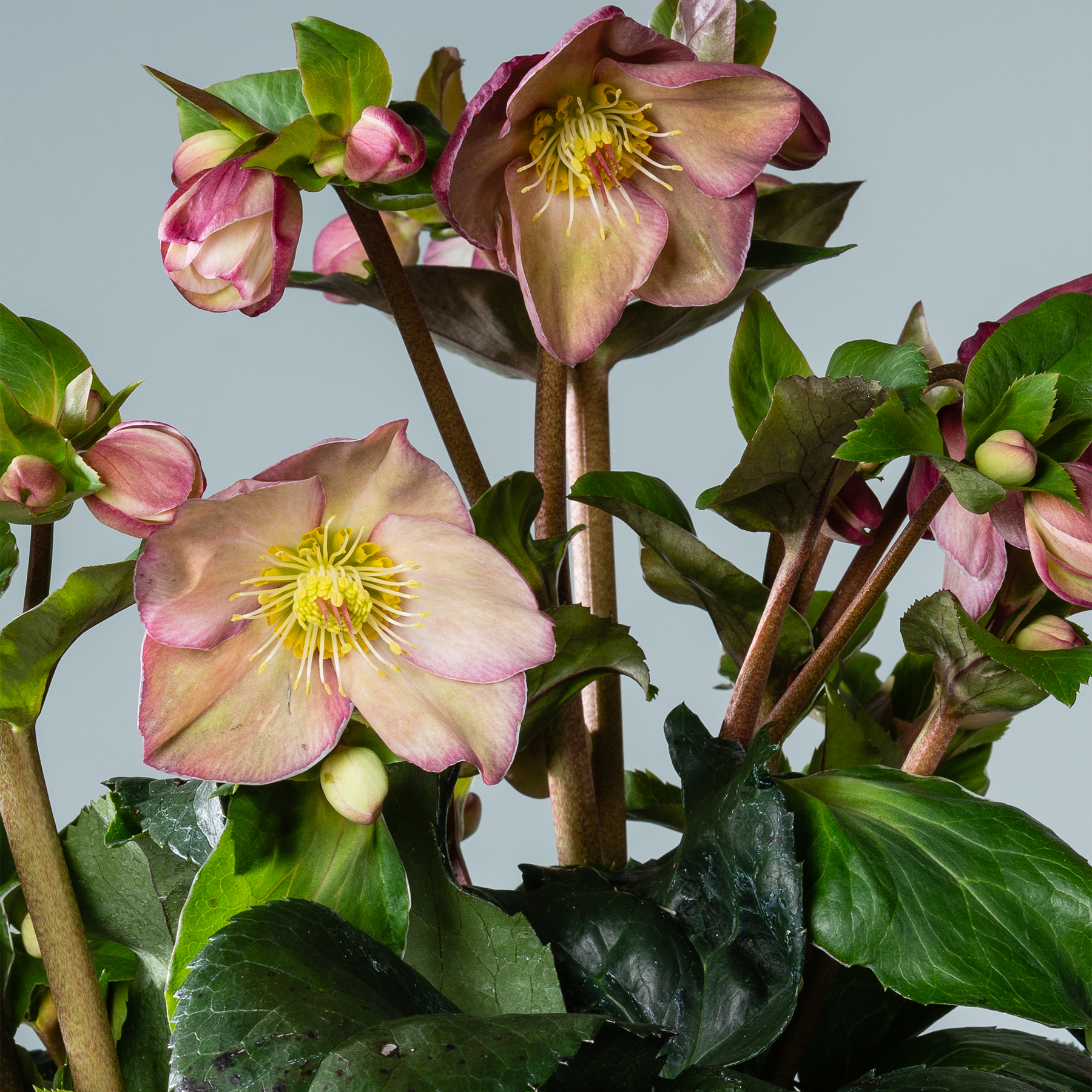 Leuchtend rosa und gelbe Nieswurzblüten blühen inmitten üppiger grüner Blätter vor einem hellblauen Hintergrund.