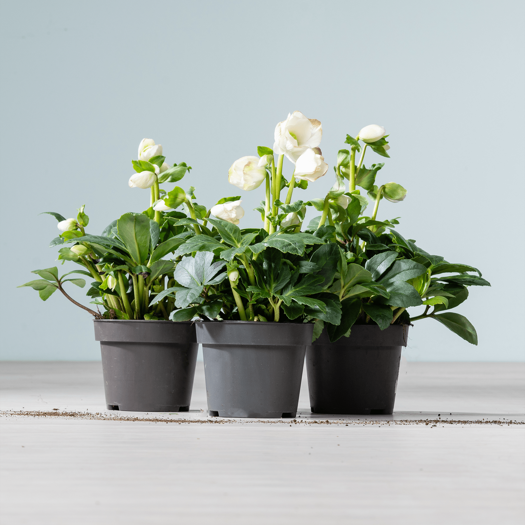 Drei Topfpflanzen mit weißen Blüten und grünen Blättern stehen auf einer Holzoberfläche vor einem schlichten Hintergrund.