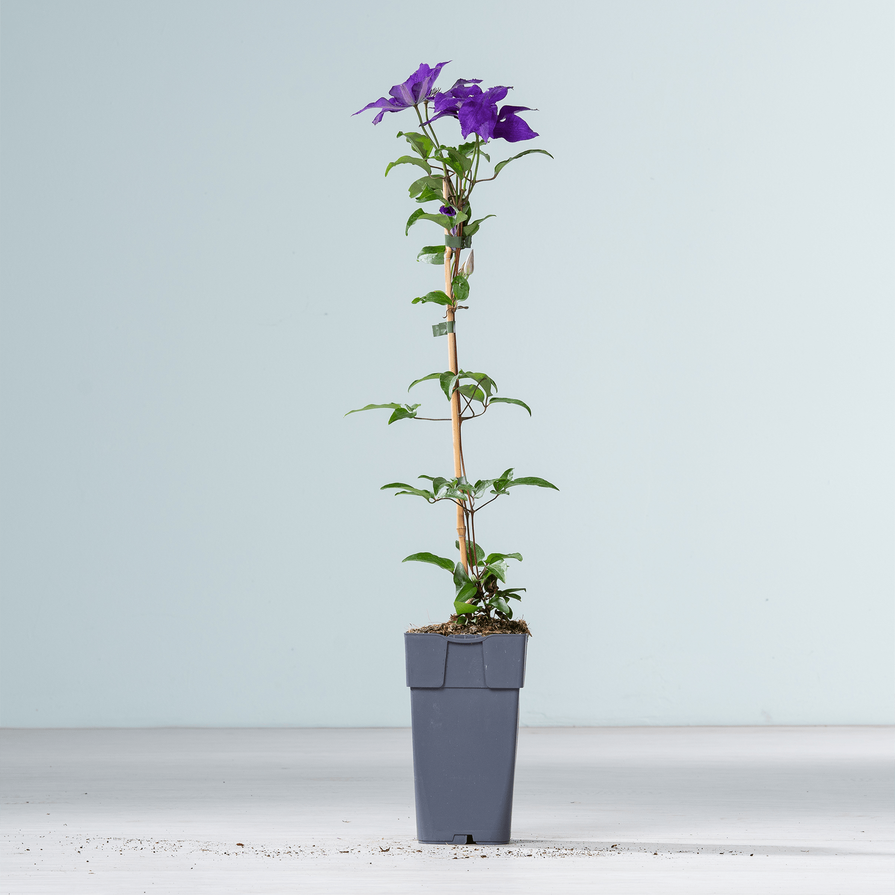 Eine Topfpflanze mit leuchtend violetten Blüten steht auf einer schlichten, hellen Fläche vor einem neutralen Hintergrund.