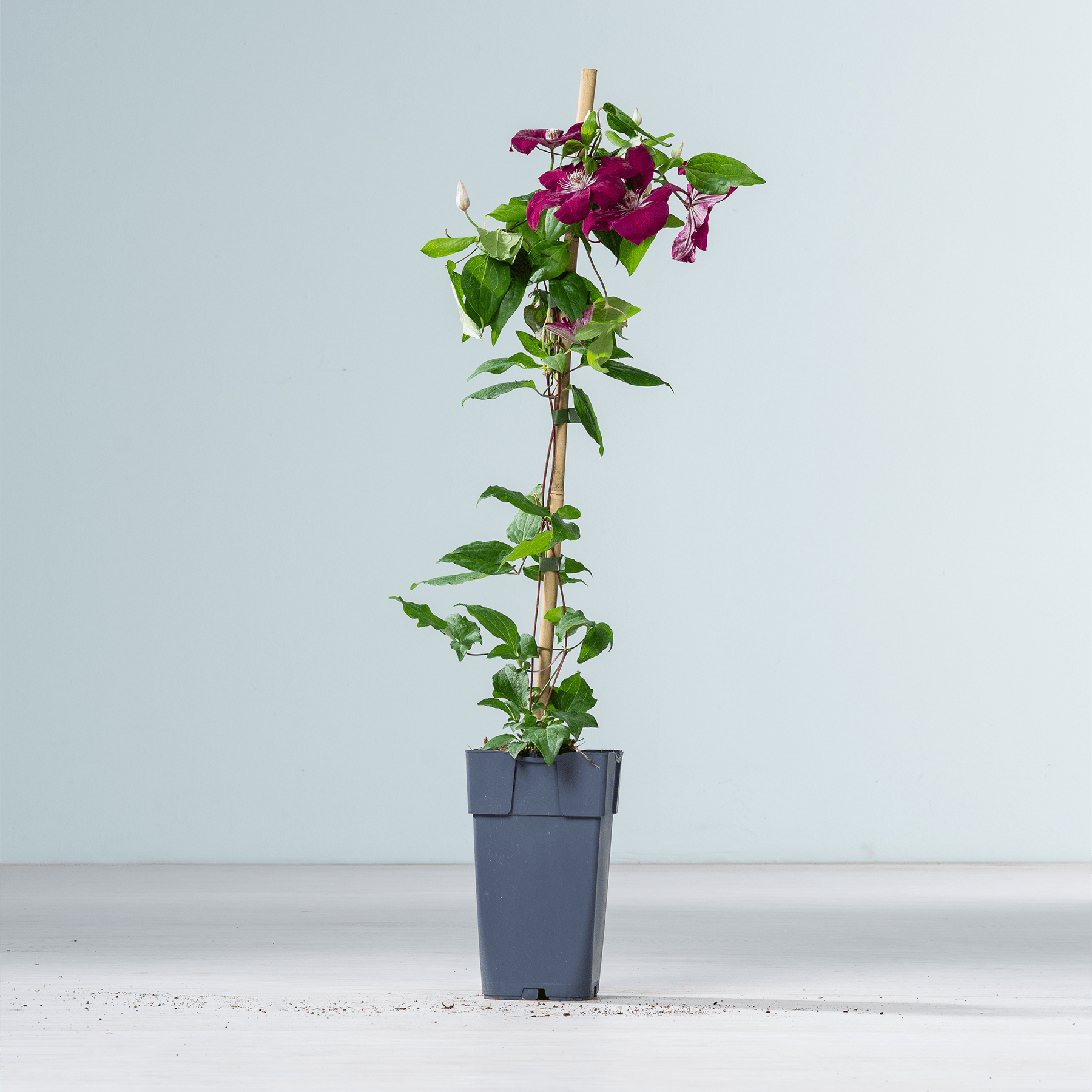 Eine Topfpflanze mit leuchtend violetten Blüten und grünen Blättern steht auf einer weißen Fläche vor einem hellblauen Hintergrund.