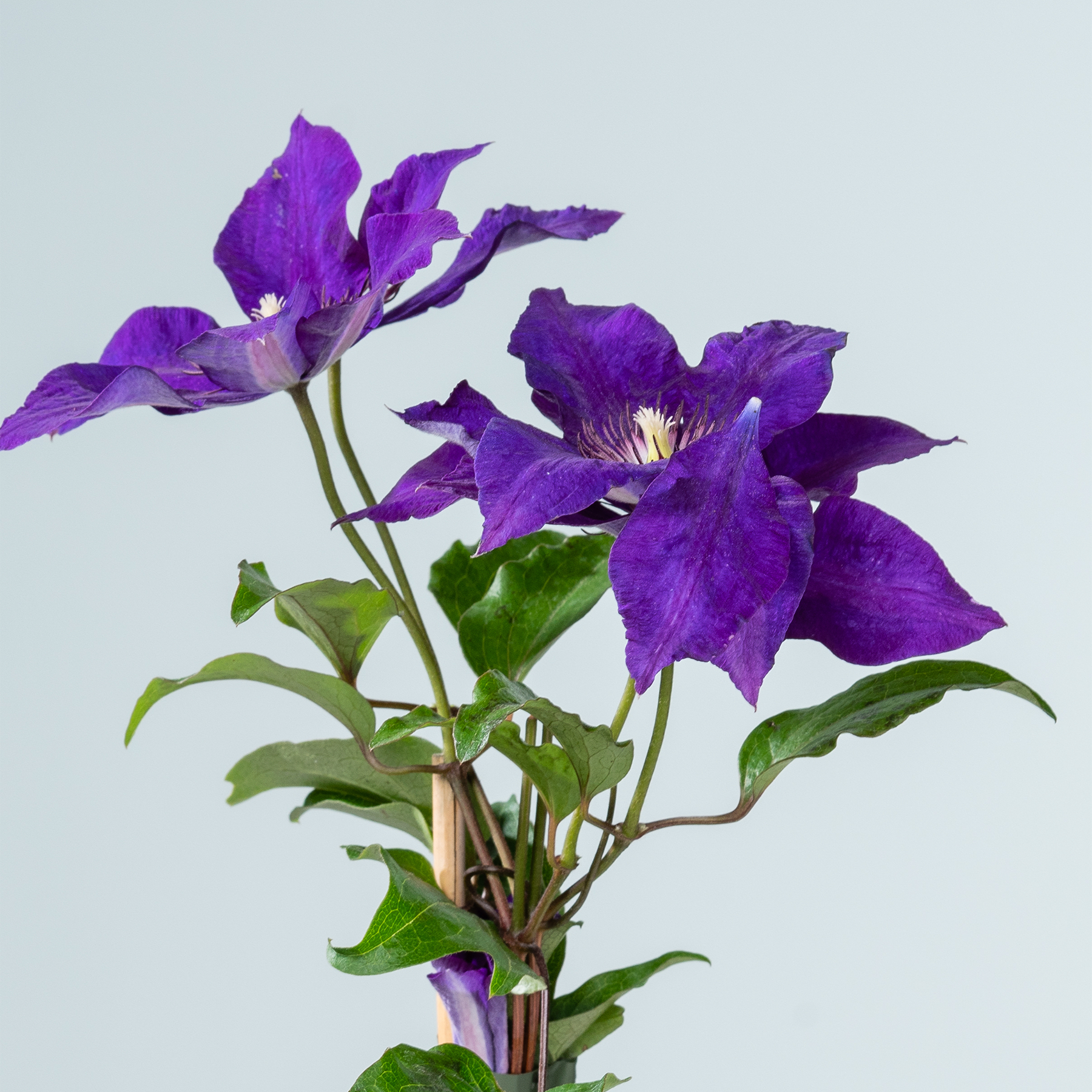 Leuchtend violette Clematisblüten mit üppigen grünen Blättern vor einem hellblauen Hintergrund.