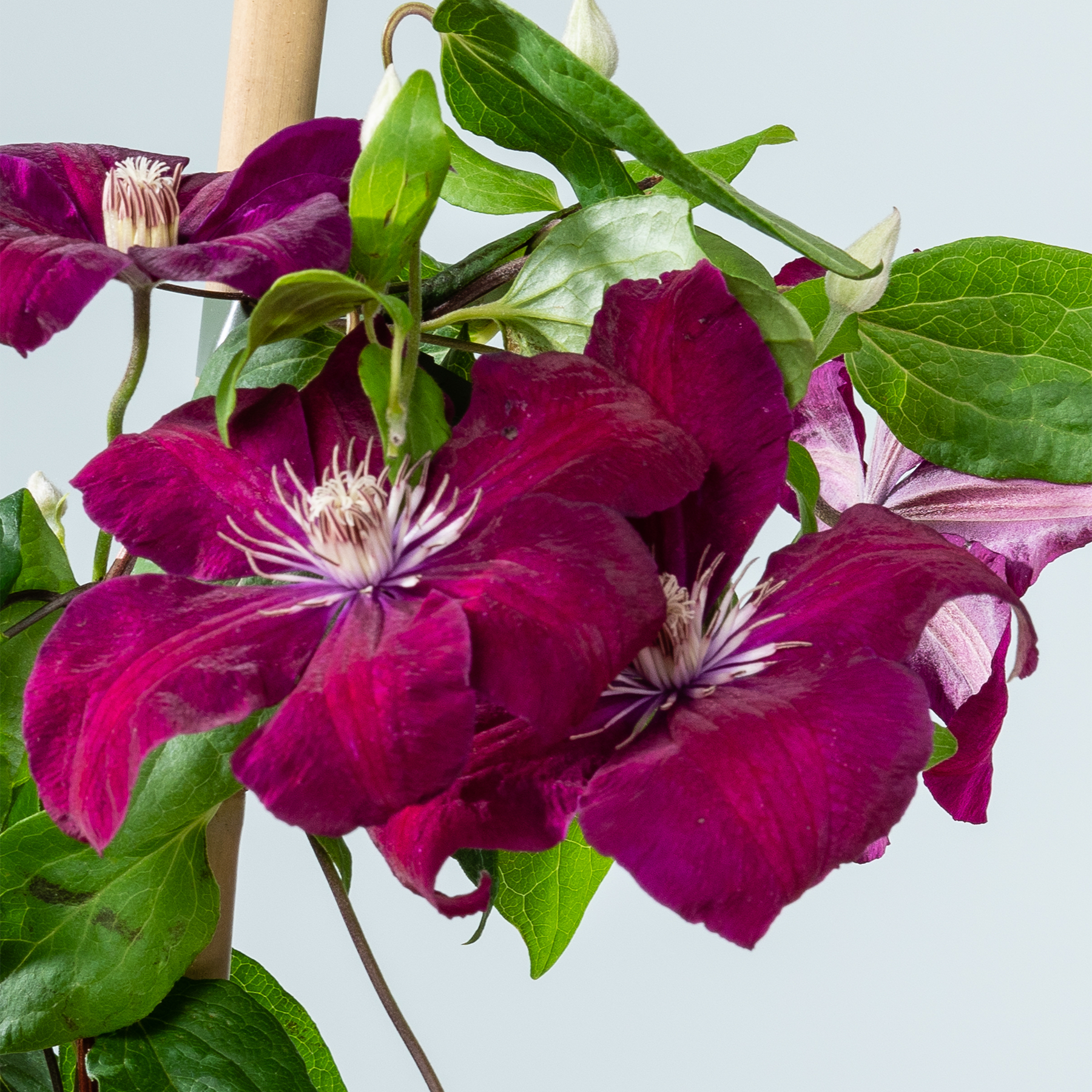 Leuchtend dunkelviolette Clematisblüten mit üppigen grünen Blättern vor einem hellblauen Himmel.