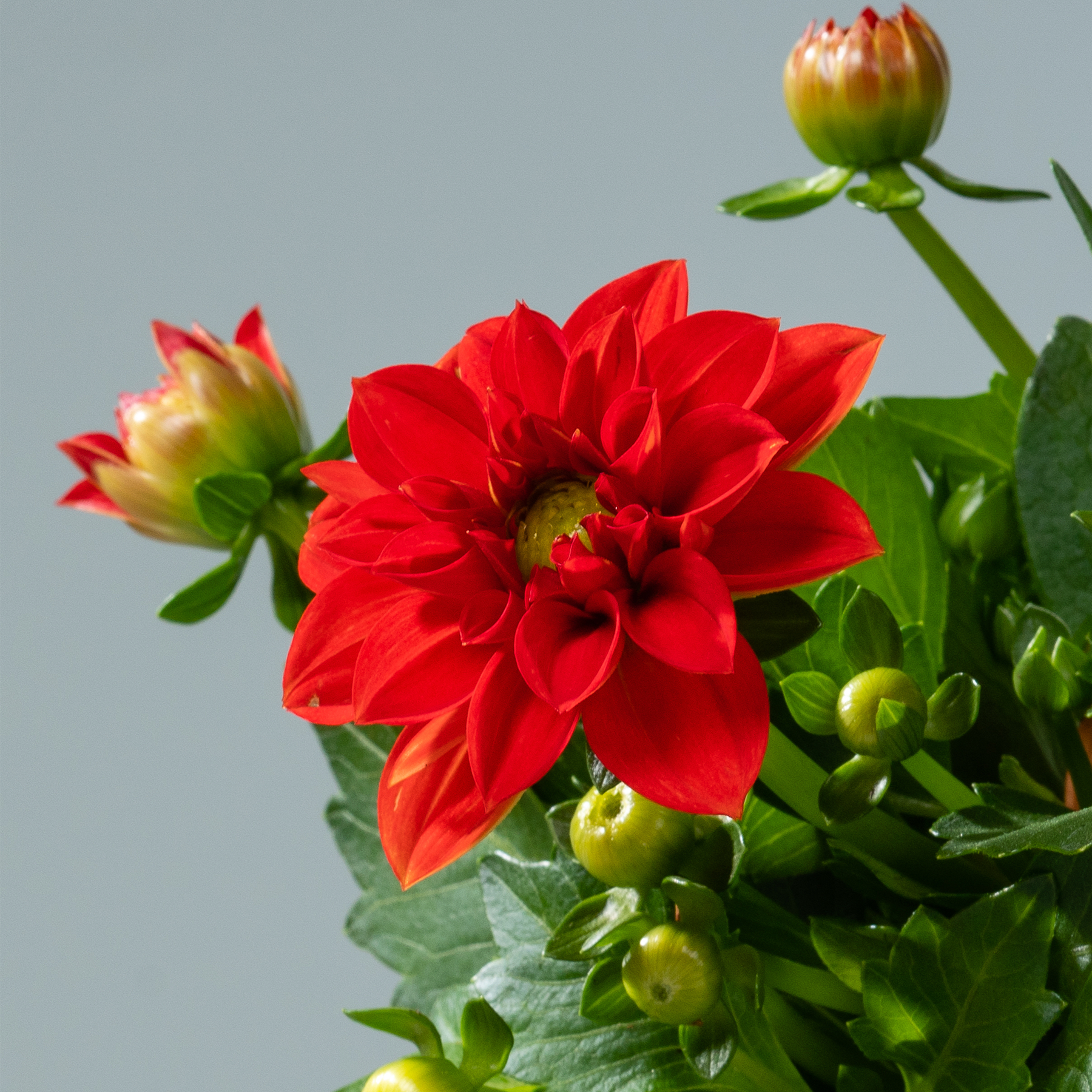 Leuchtend rote Dahlienblüten mit grünen Blättern vor einem hellblaugrauen Hintergrund.