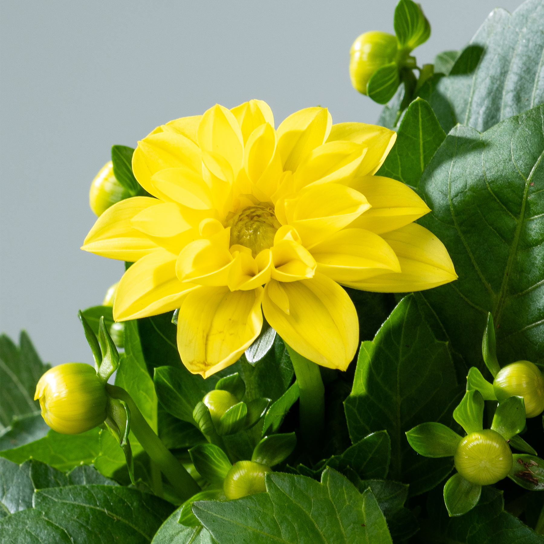 Eine leuchtend gelbe Dahlienblüte hebt sich vor dem Hintergrund üppiger grüner Blätter ab und schafft eine optisch beeindruckende und harmonische Komposition.