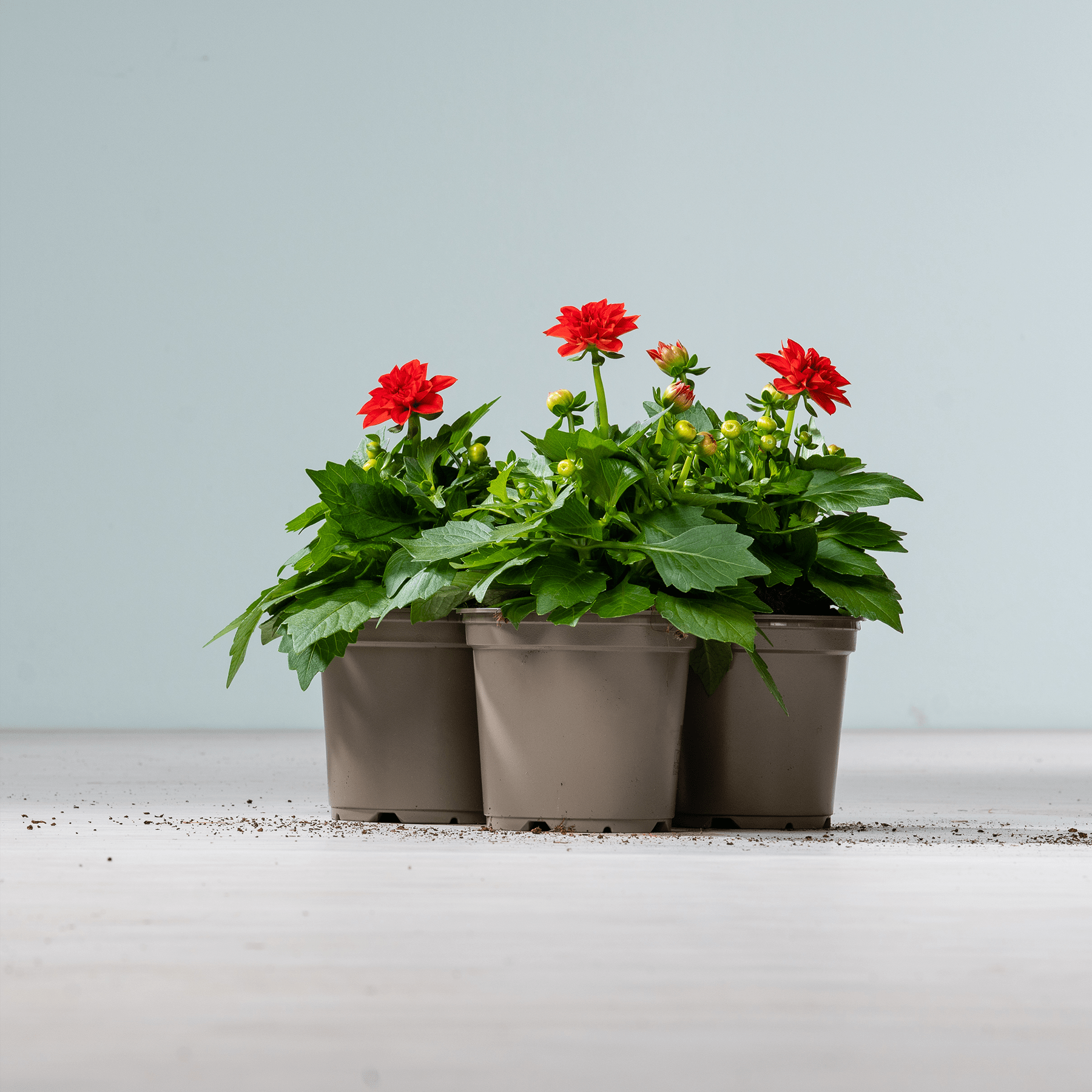 Das Bild zeigt eine Gruppe leuchtend roter Dahlienblüten, die in drei braunen Pflanzgefäßen auf einer schlichten weißen Oberfläche vor einem hellgrauen Hintergrund wachsen.