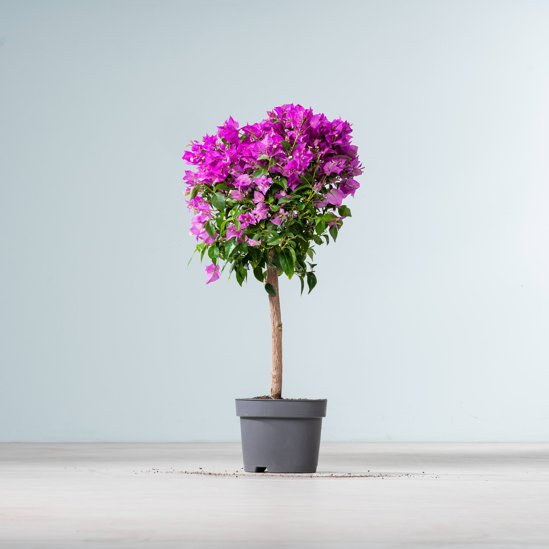 Eine leuchtend violette Bougainvillea-Pflanze in einem grauen Topf steht vor einem schlichten hellblauen Hintergrund.