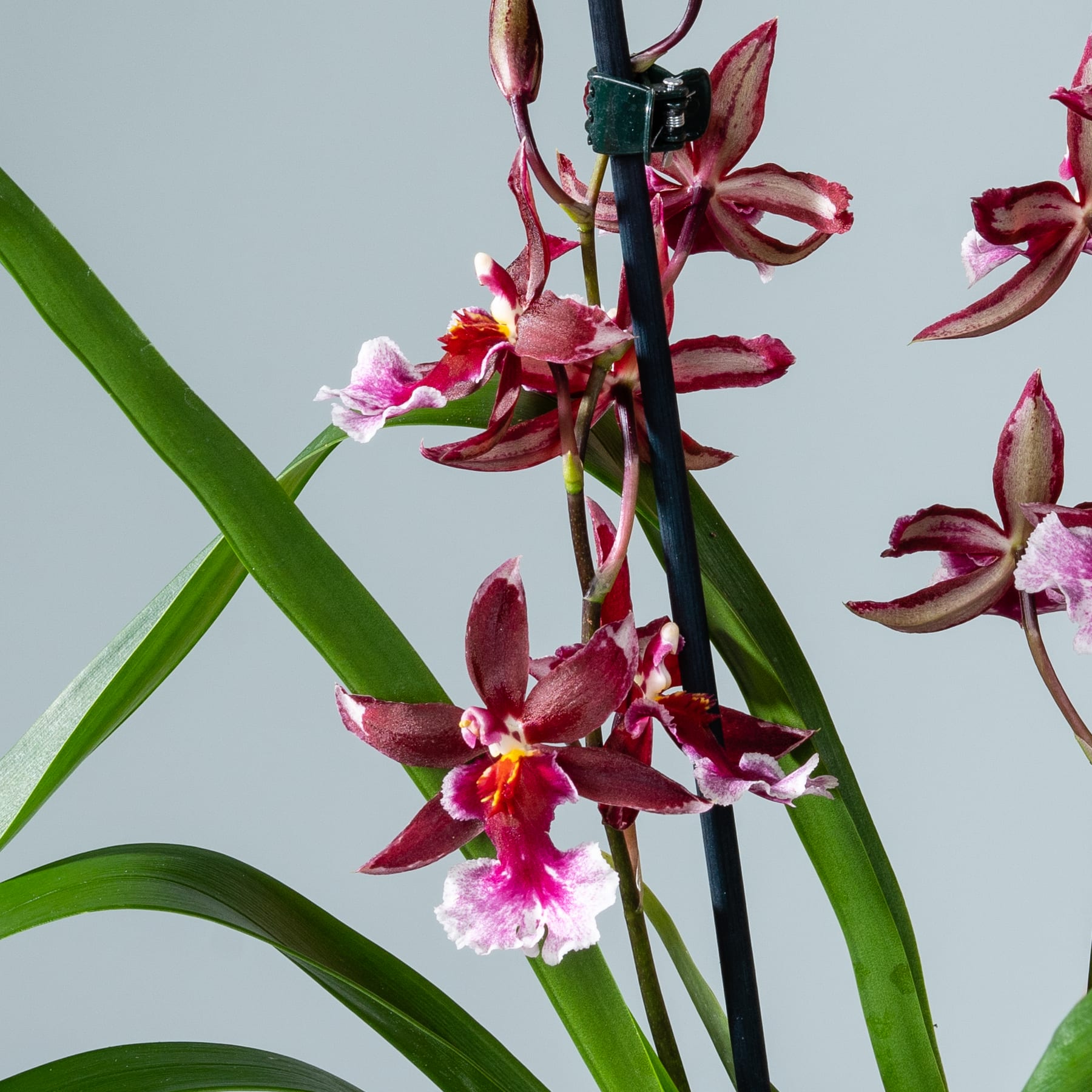 Das Bild zeigt eine leuchtende Pracht von Orchideenblüten in Rot- und Rosatönen, wobei üppige grüne Blätter einen natürlichen Hintergrund bilden.