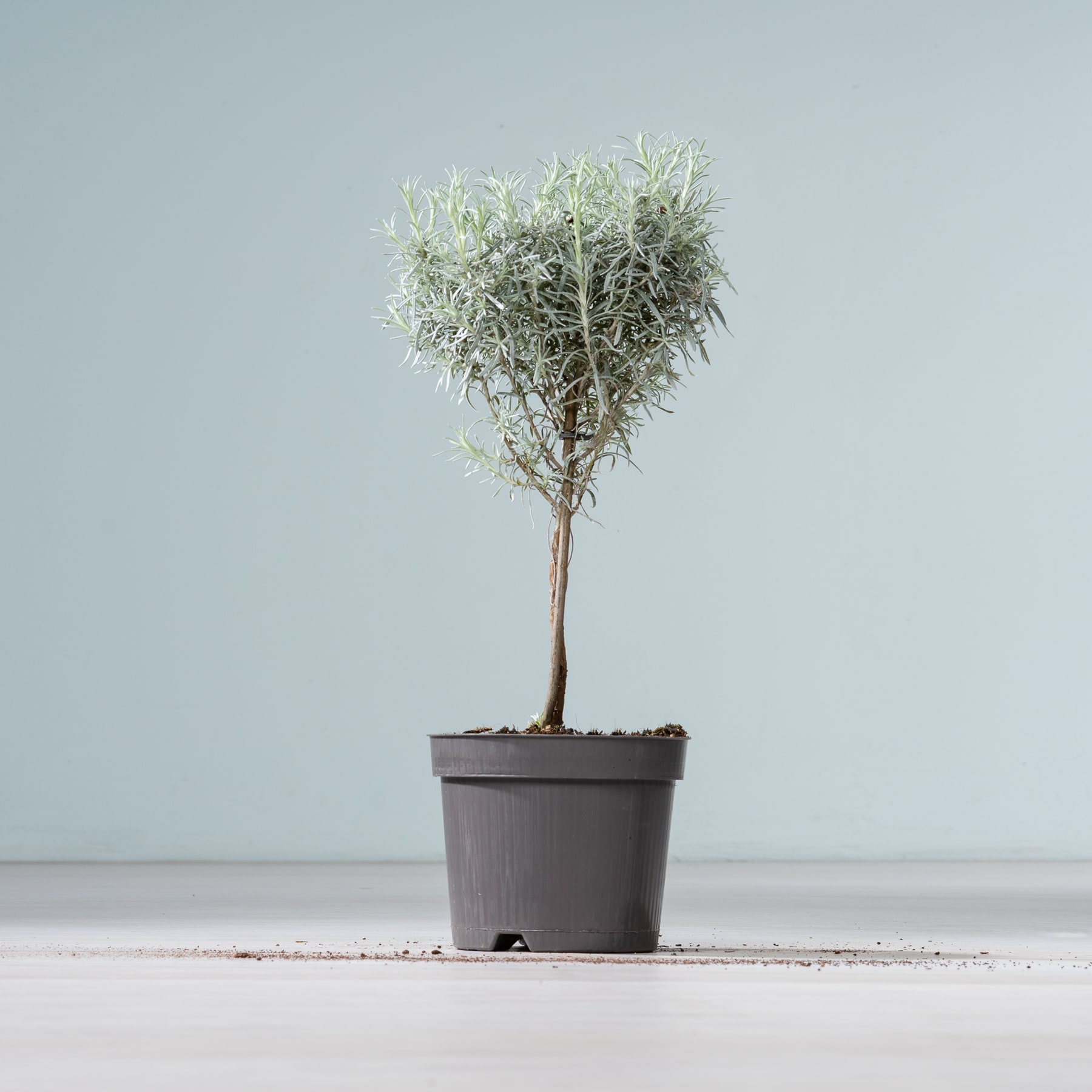 Auf einem schlichten, weißen Untergrund vor hellblauem Hintergrund steht ein kleiner Topfbaum mit zarten, silbrig-grünen Blättern.