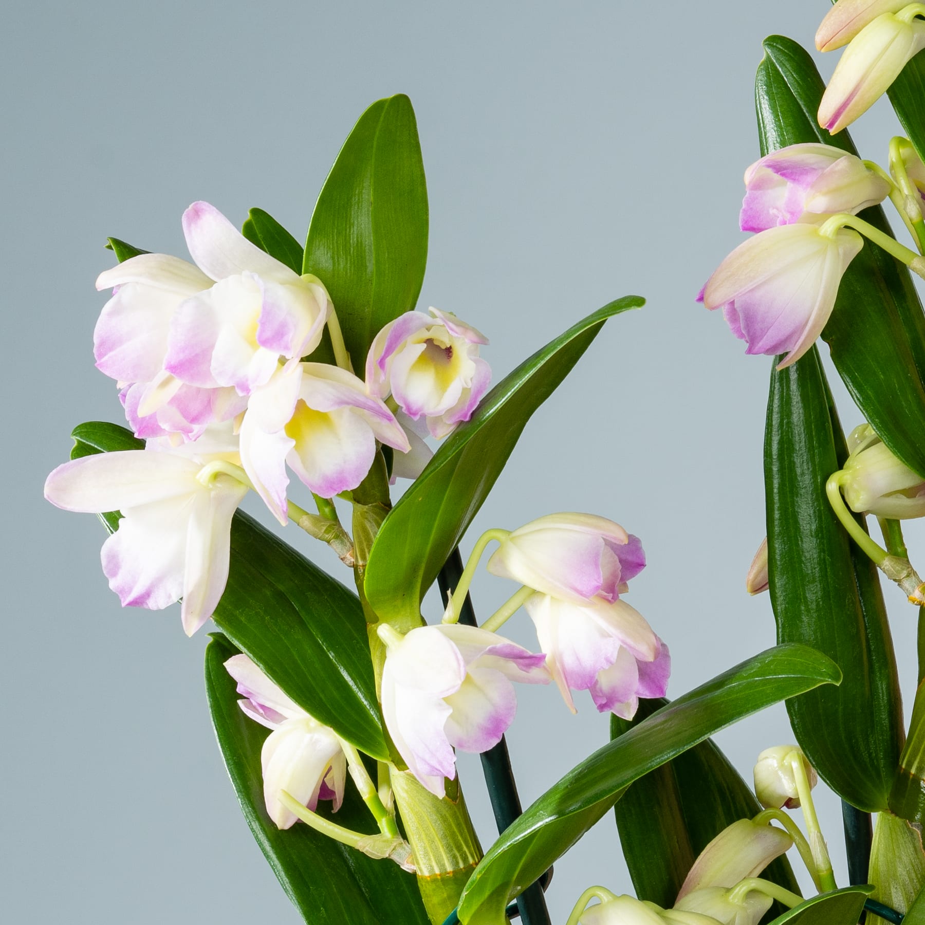 Wunderschöne weiße und rosa Orchideenblüten mit grünen Blättern vor hellblauem Hintergrund.
