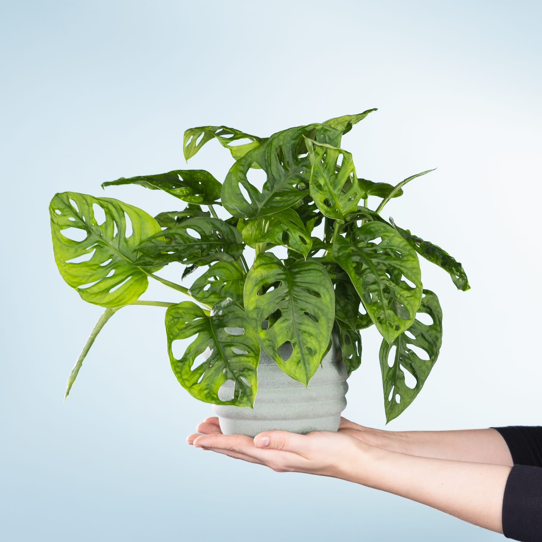 Eine üppige, grüne Monstera-Pflanze in einem weißen Keramiktopf, die eine Person vor einem schlichten, hellblauen Hintergrund in den Händen hält.