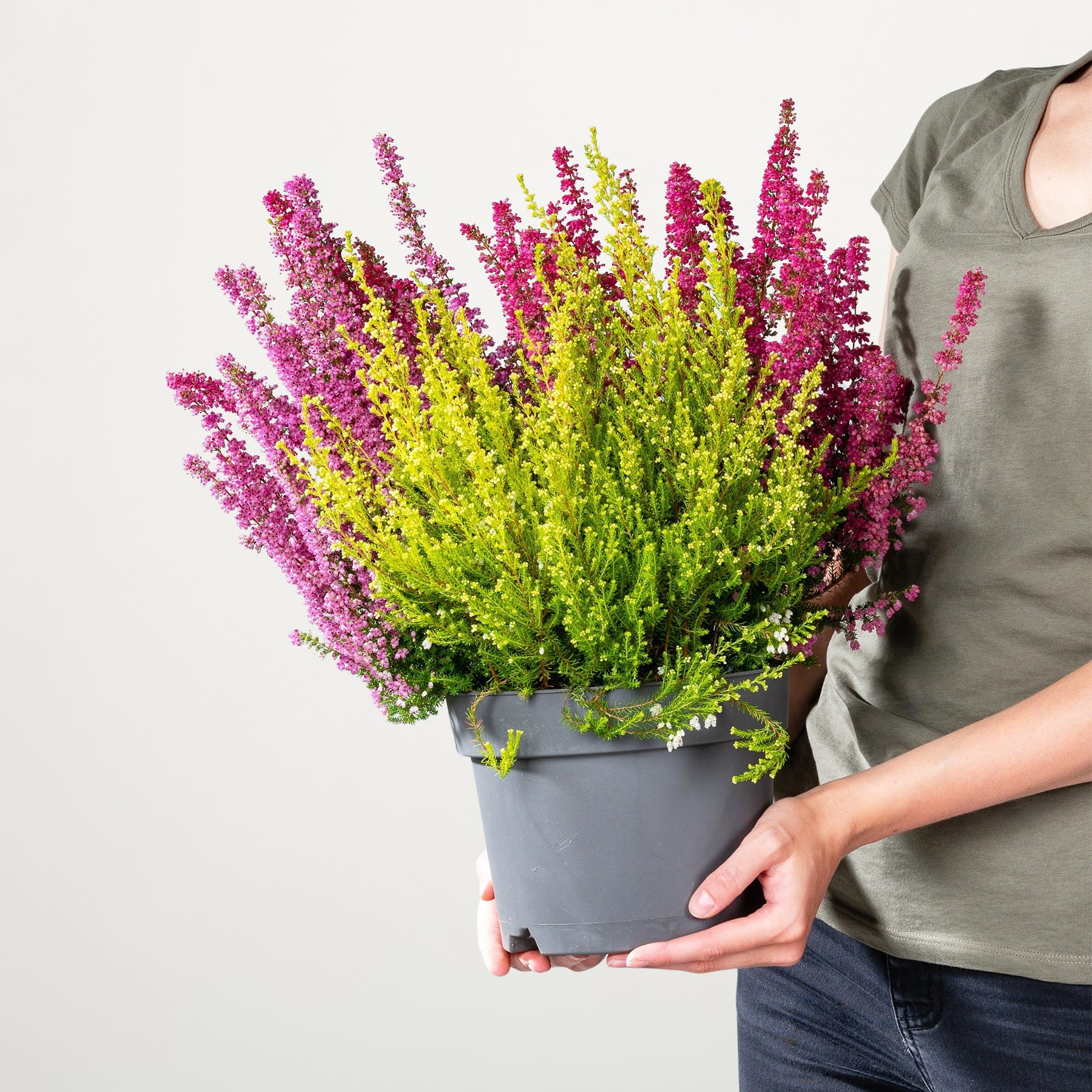 Ein leuchtender Strauß rosa und gelber Blumen in einem grauen Blumentopf, gehalten von den Händen einer Person vor einem schlichten weißen Hintergrund.
