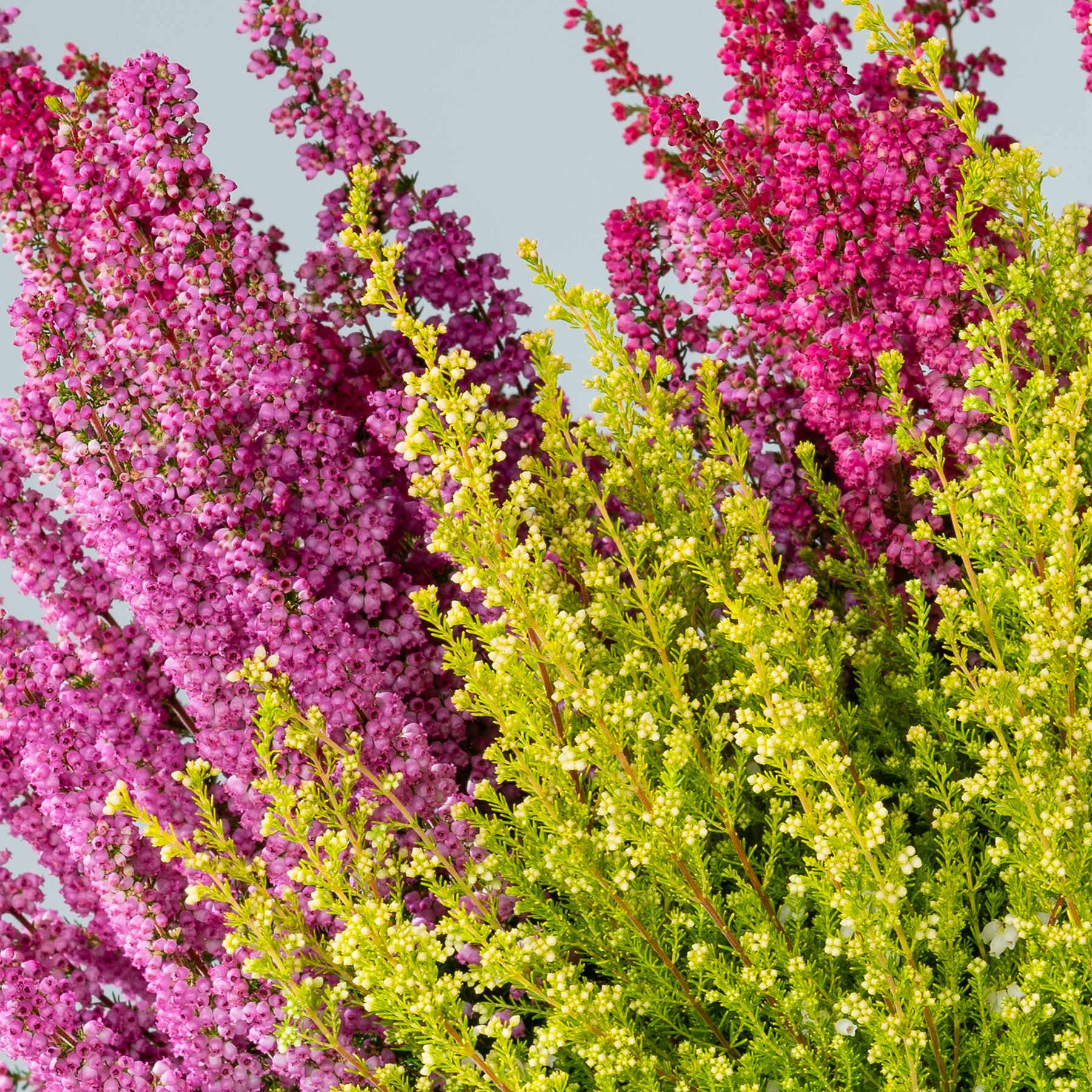Eine lebendige Darstellung rosa und gelb blühender Pflanzen vor einem hellen Hintergrund, die eine optisch beeindruckende und farbenfrohe Szene schafft.