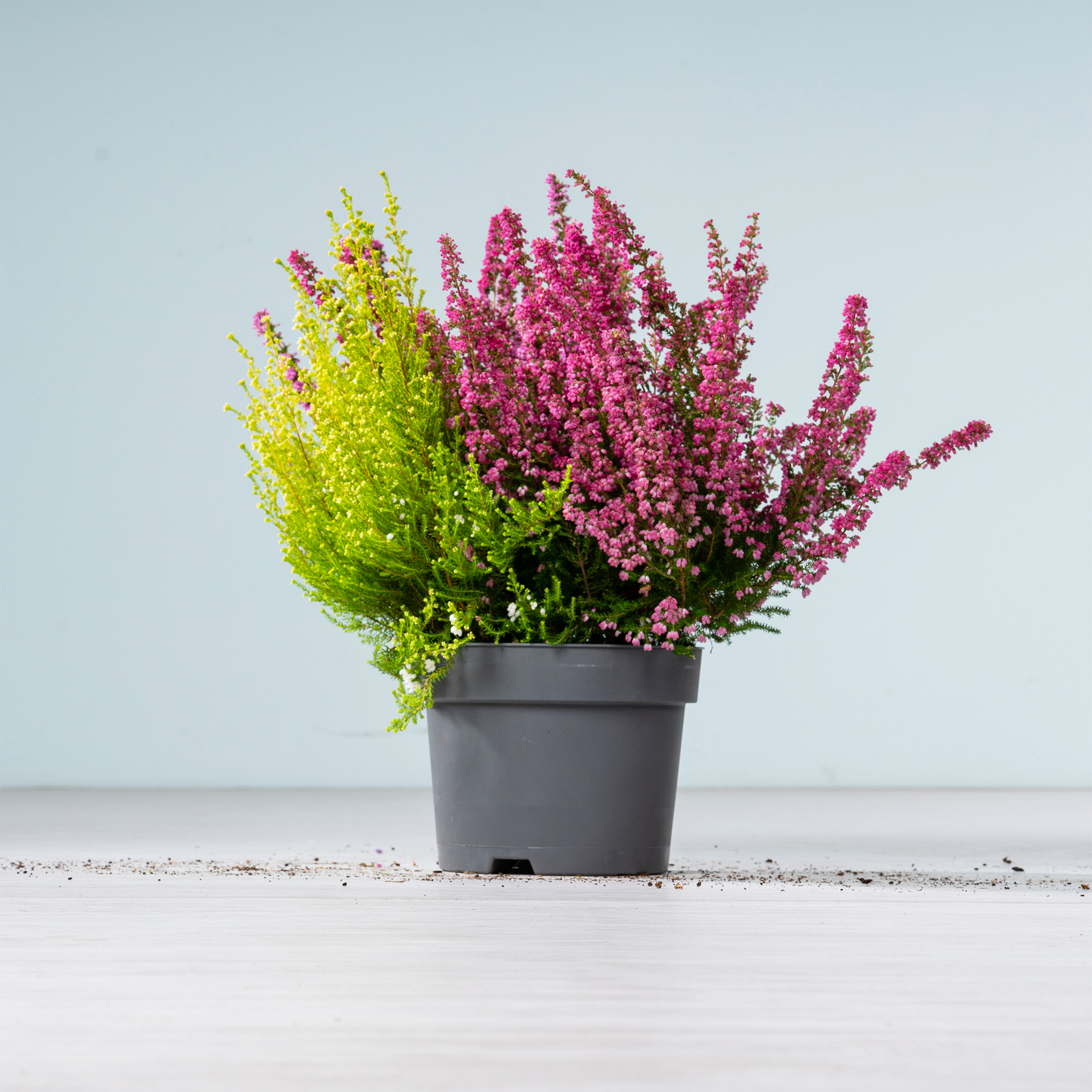 Eine Topfpflanze mit leuchtend rosa und grünen Blüten steht auf einer weißen Fläche vor einem hellblauen Hintergrund.