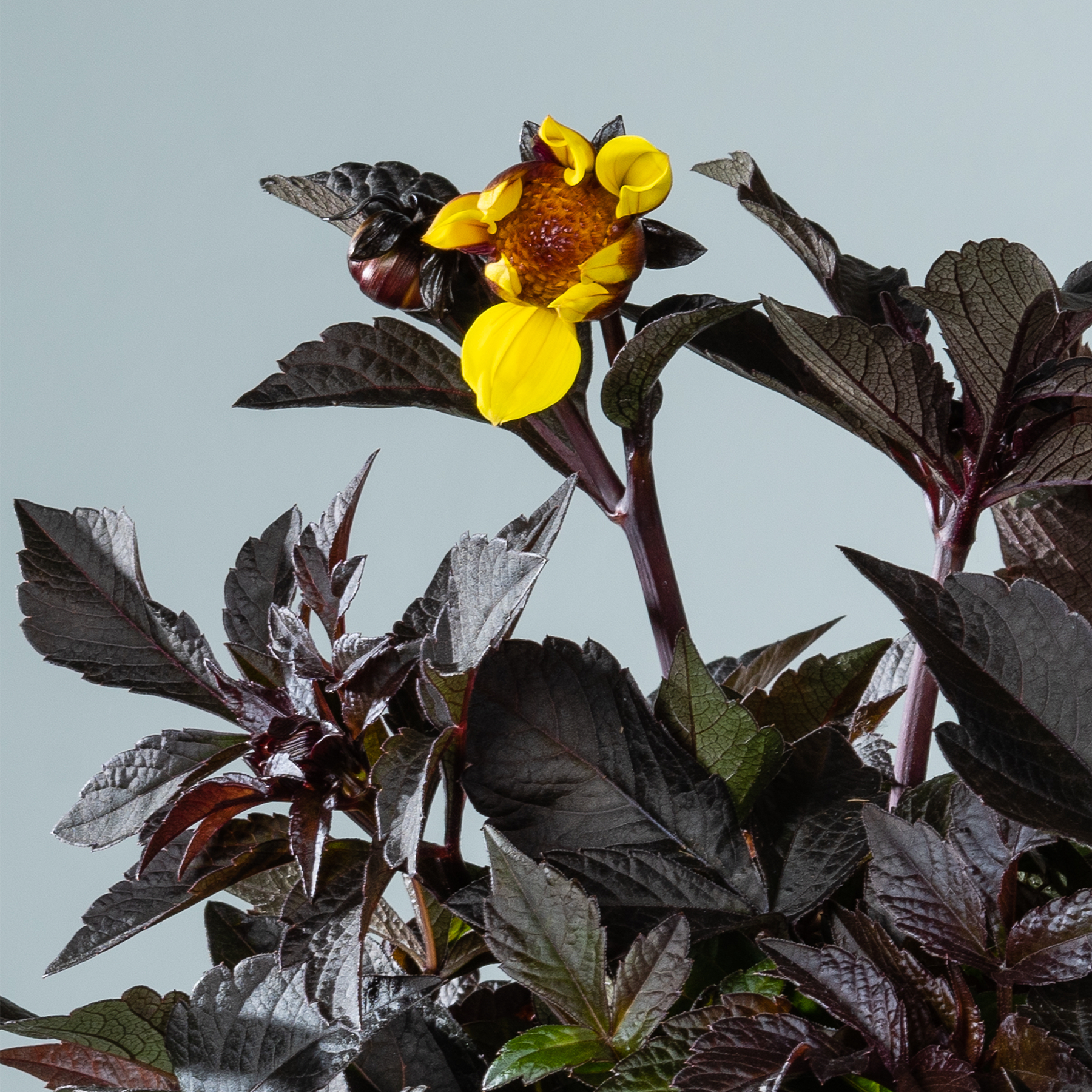Das Bild zeigt eine leuchtend gelbe Blume mit dunkelvioletten Blättern und Stielen vor einem schlichten Hintergrund.