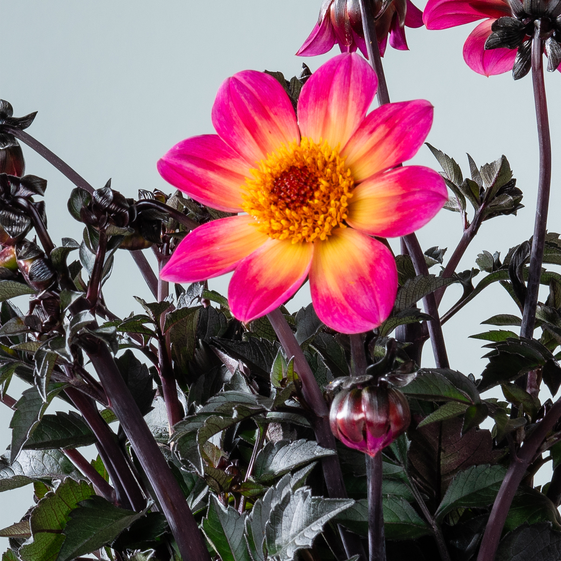 Eine leuchtend rosa und gelbe Dahlienblüte sticht im Vordergrund hervor, umgeben von üppigem grünem Laub vor einem hellblauen Himmel.
