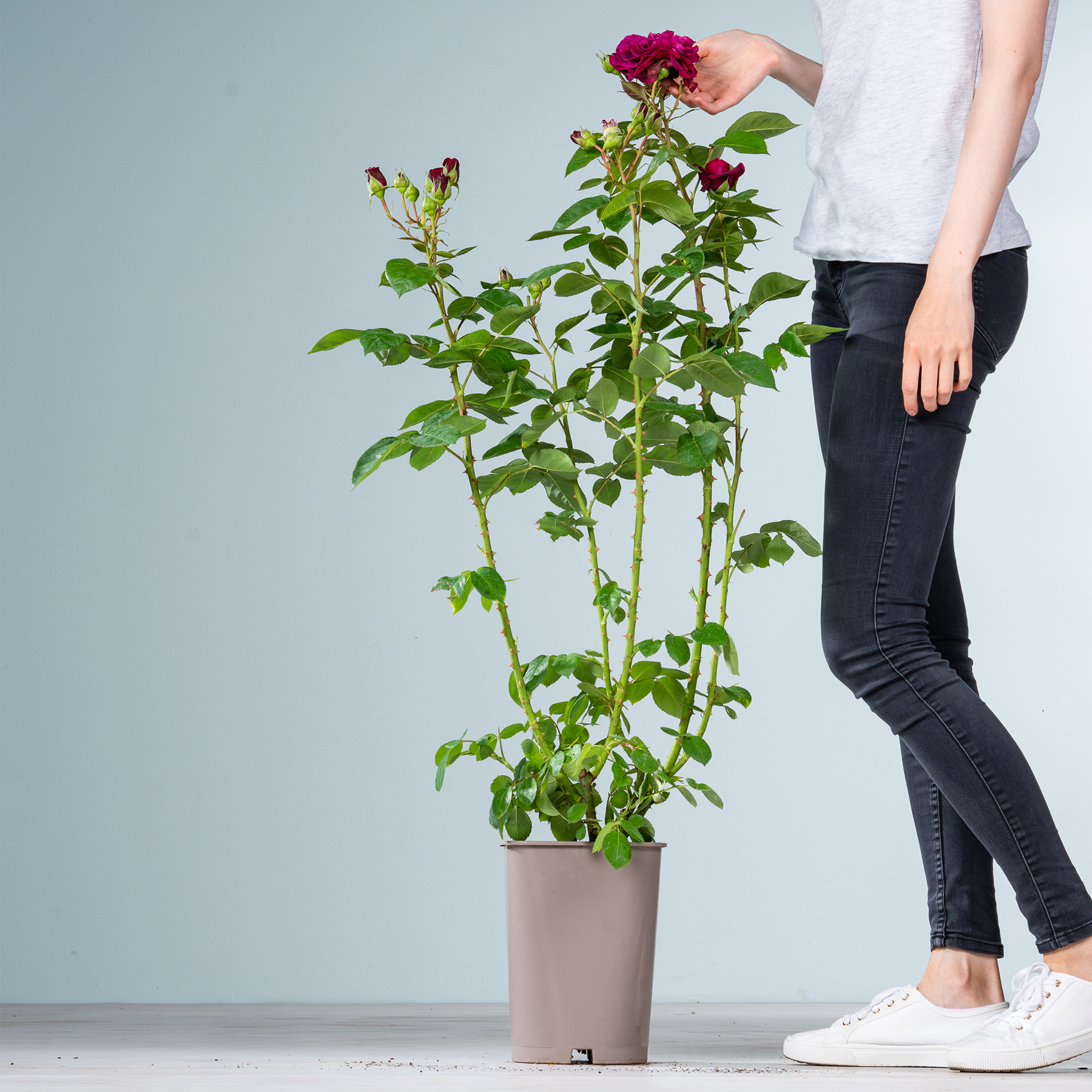 Im Vordergrund steht eine Topfrose mit leuchtend roten Blüten, während im Hintergrund vor einer schlichten grauen Wand die Beine einer Person in Jeans und Turnschuhen zu sehen sind.