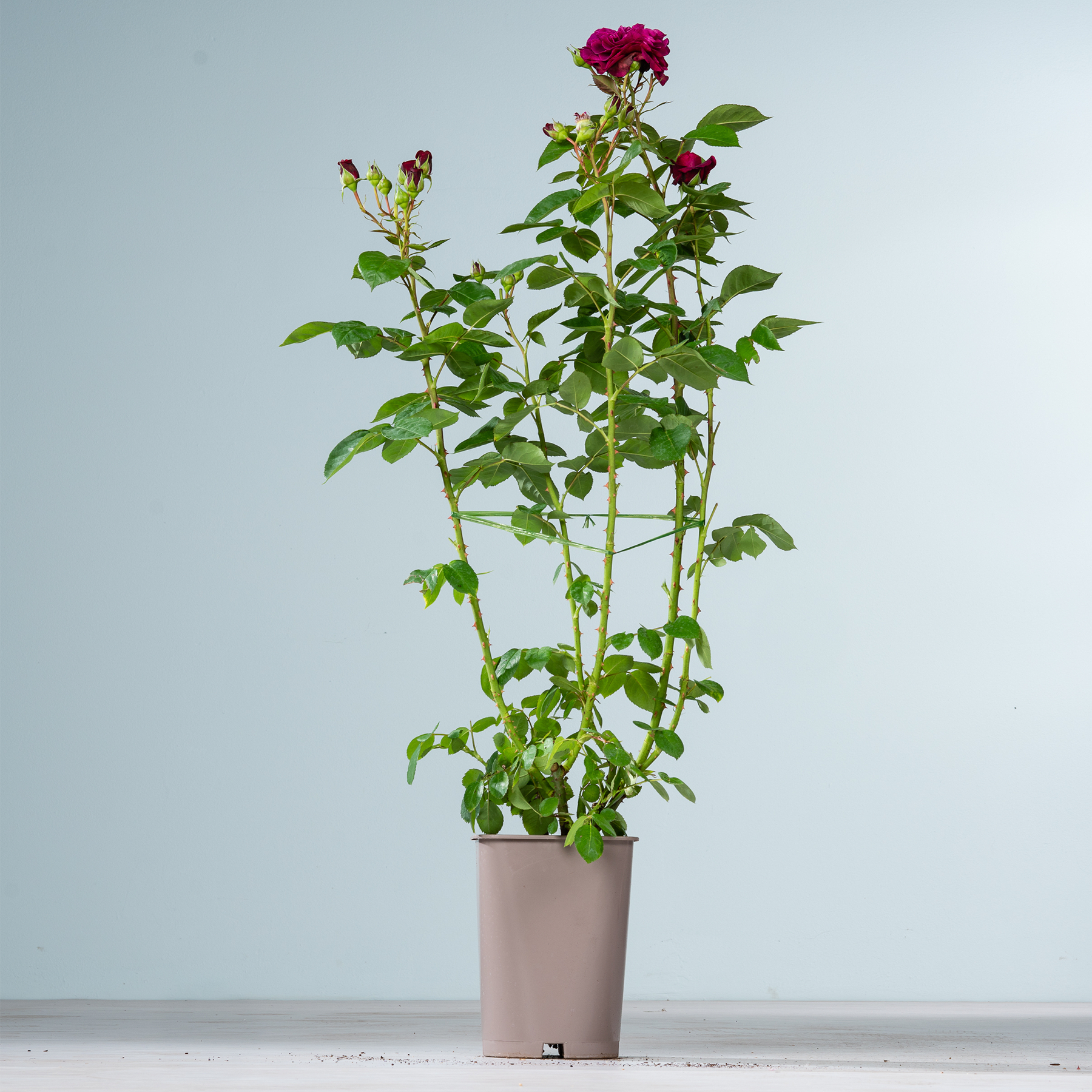 Eine Topfrose mit leuchtend roten Blüten steht vor einem schlichten hellblauen Hintergrund.