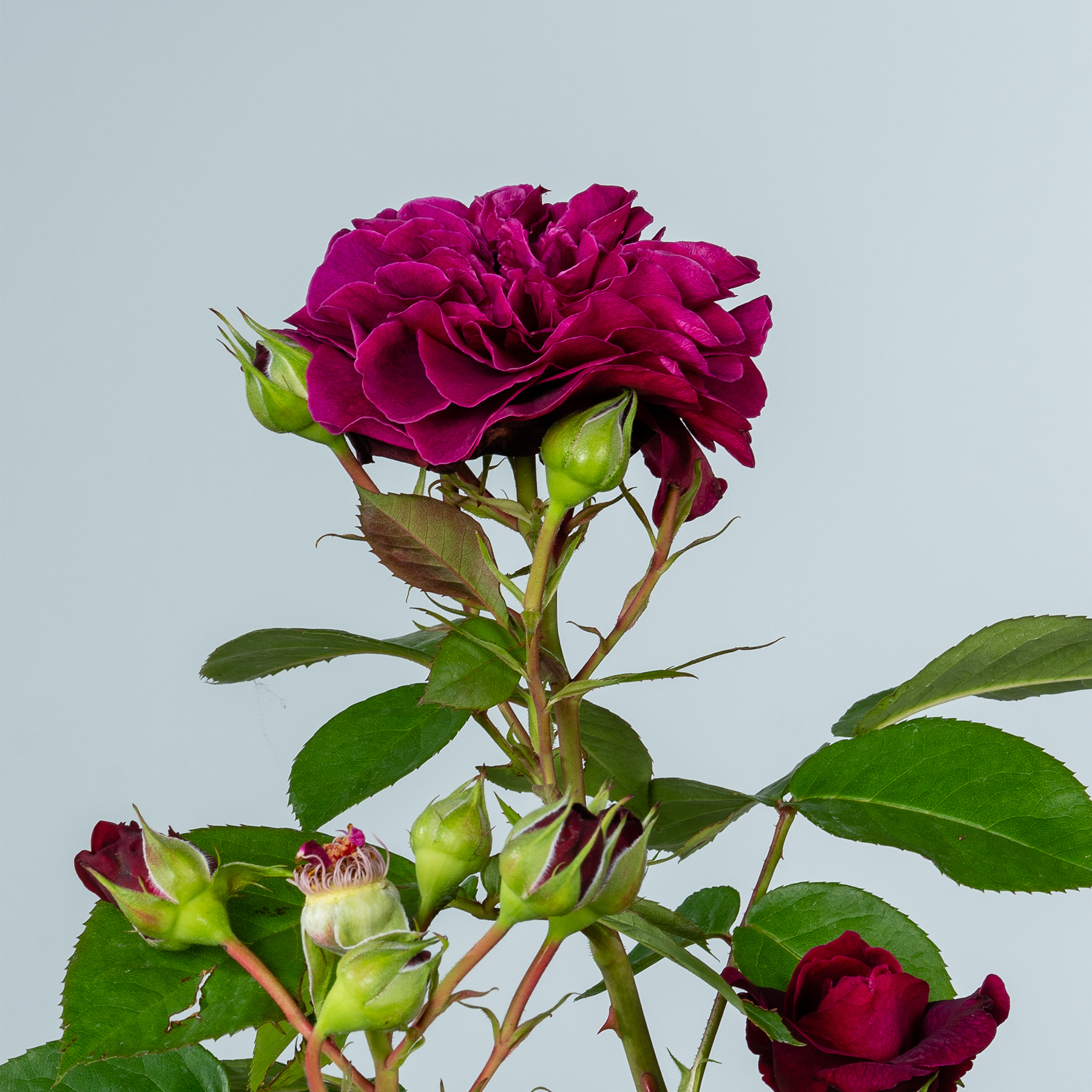Eine leuchtend tiefrote Rose in voller Blüte hebt sich von einem schlichten hellblaugrauen Hintergrund ab. Ihre üppigen Blütenblätter und grünen Blätter erzeugen einen auffälligen visuellen Kontrast.