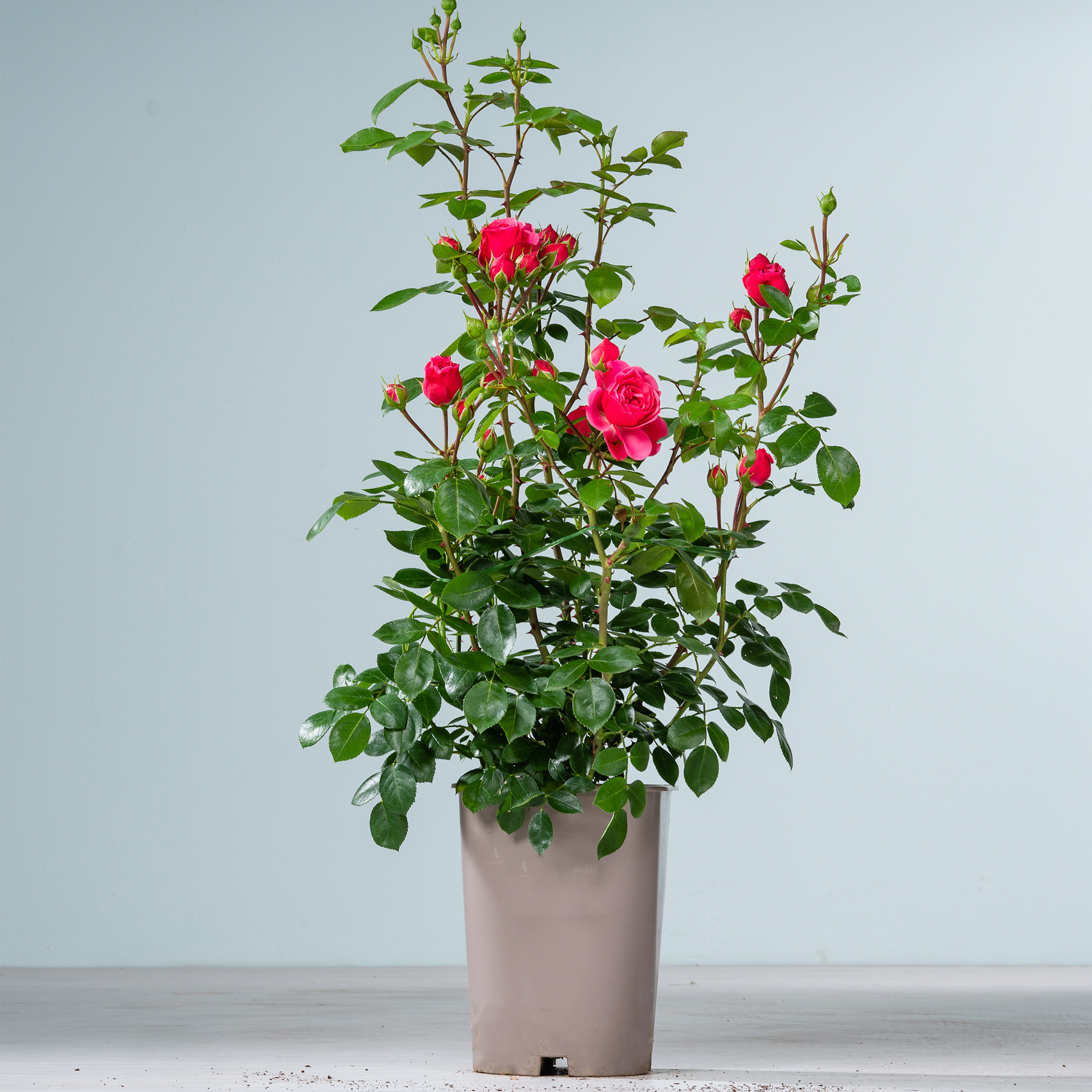 Eine Topfrose mit leuchtend roten Blüten steht vor einem schlichten, hellen Hintergrund.