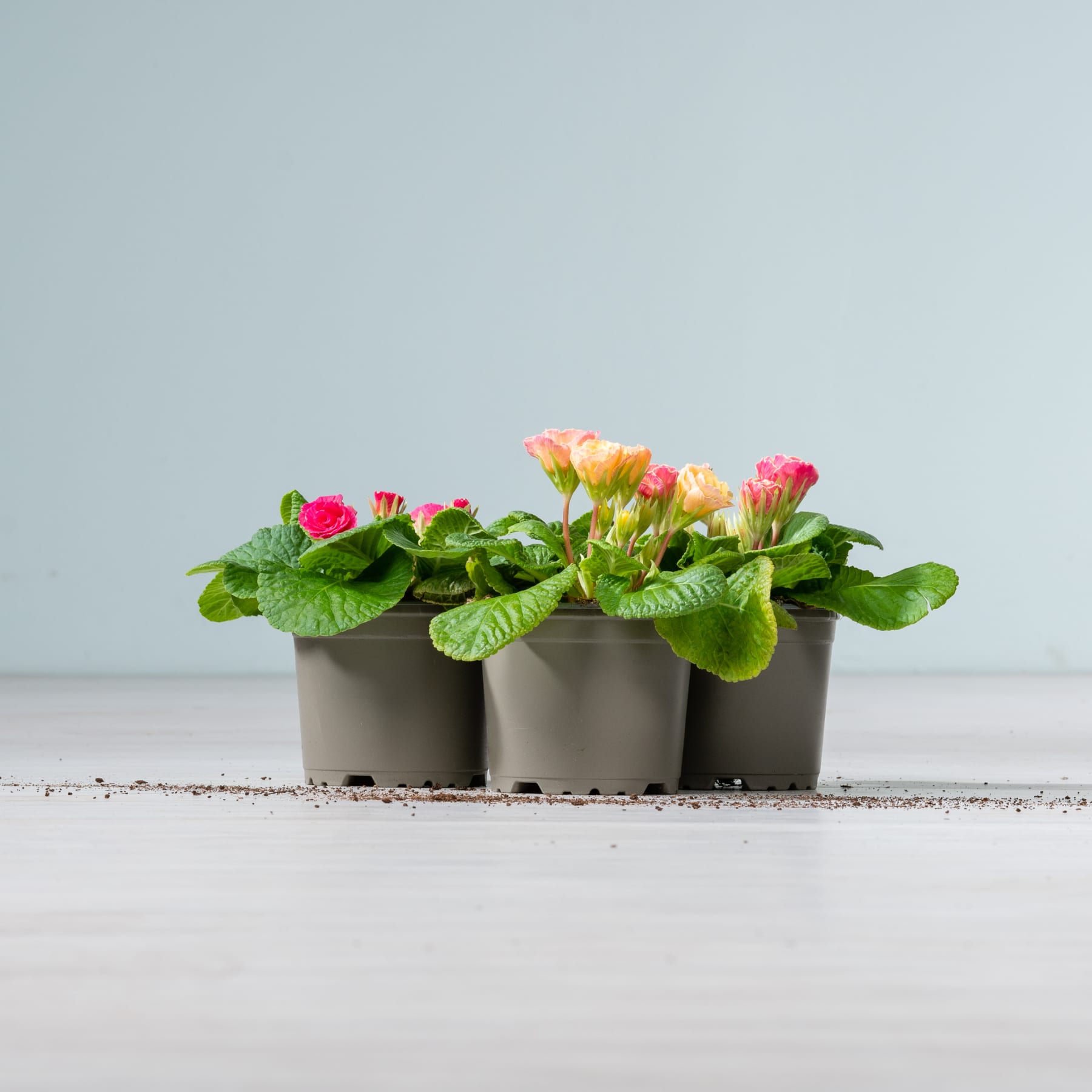 Drei kleine Topfpflanzen mit leuchtend rosa und gelben Blüten stehen auf einer schlichten weißen Fläche vor einem hellblauen Hintergrund.